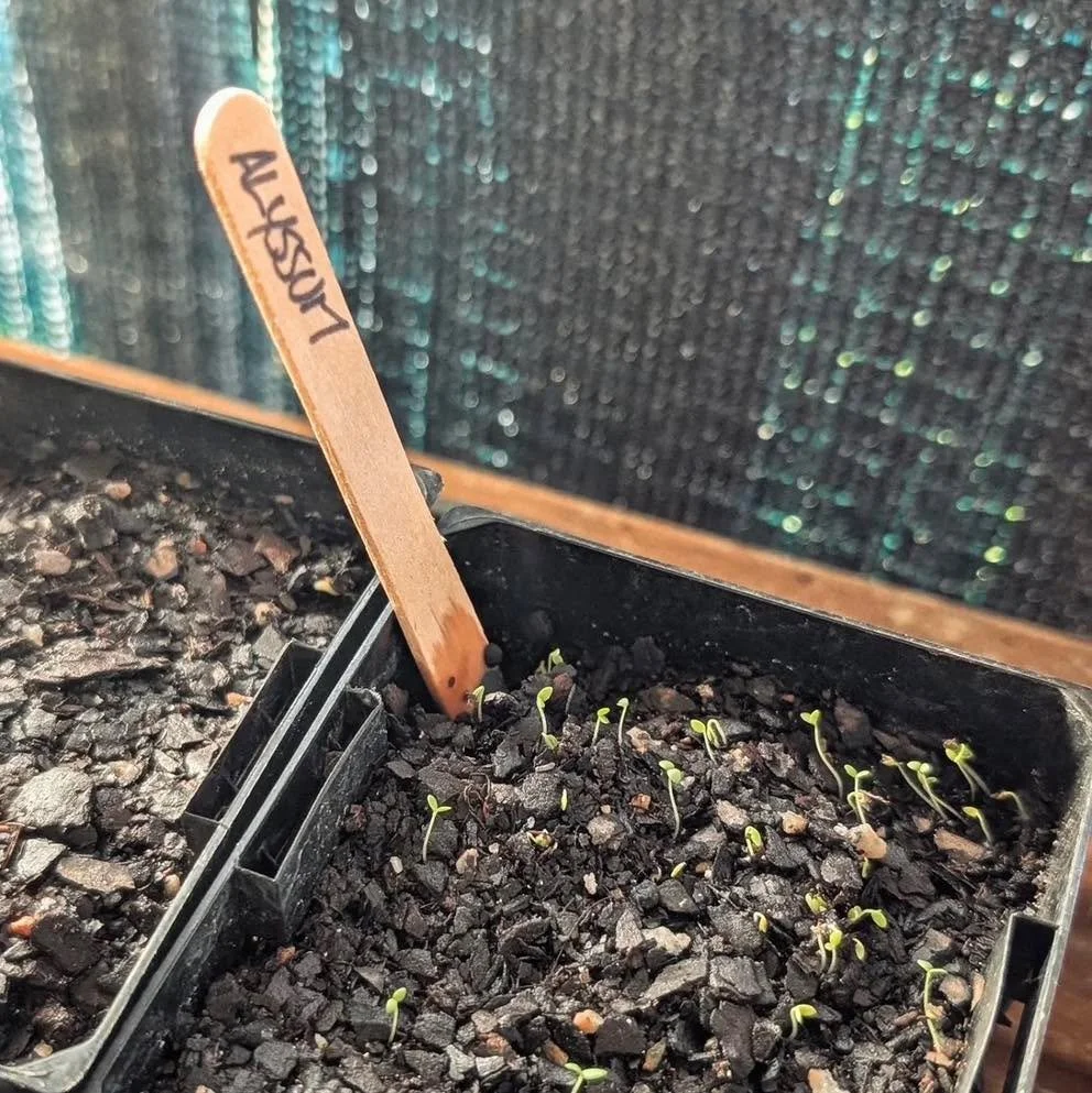 Lately, I&rsquo;ve been hearing increasing frustration from experienced seed growers about poor germination rates.

These are not people guessing their way through it. They&rsquo;ve trialled different seed brands, adjusted soil mixes, monitored moist