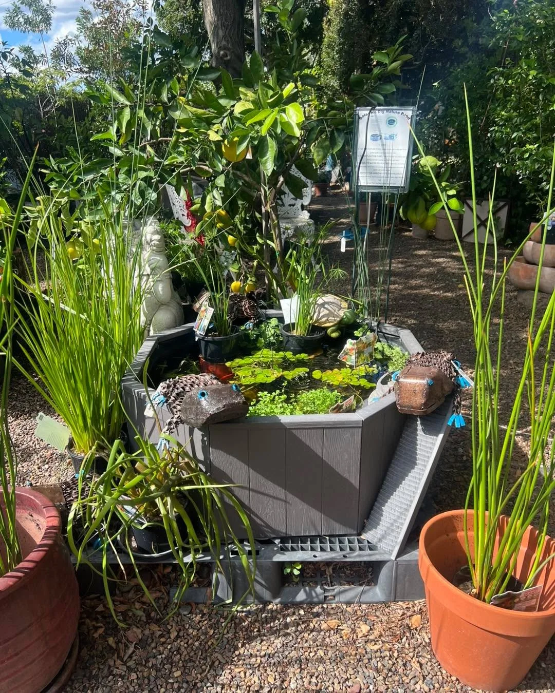 Our Pond finally looks like a pond!
We have a great range of Australian native sedges, marginals and oxygenators as well as a few just cause I'm pretty pond plants. 

Along with this order I was lucky to get a RARE Alpinia. 
Alpinia oxyphylla Black C