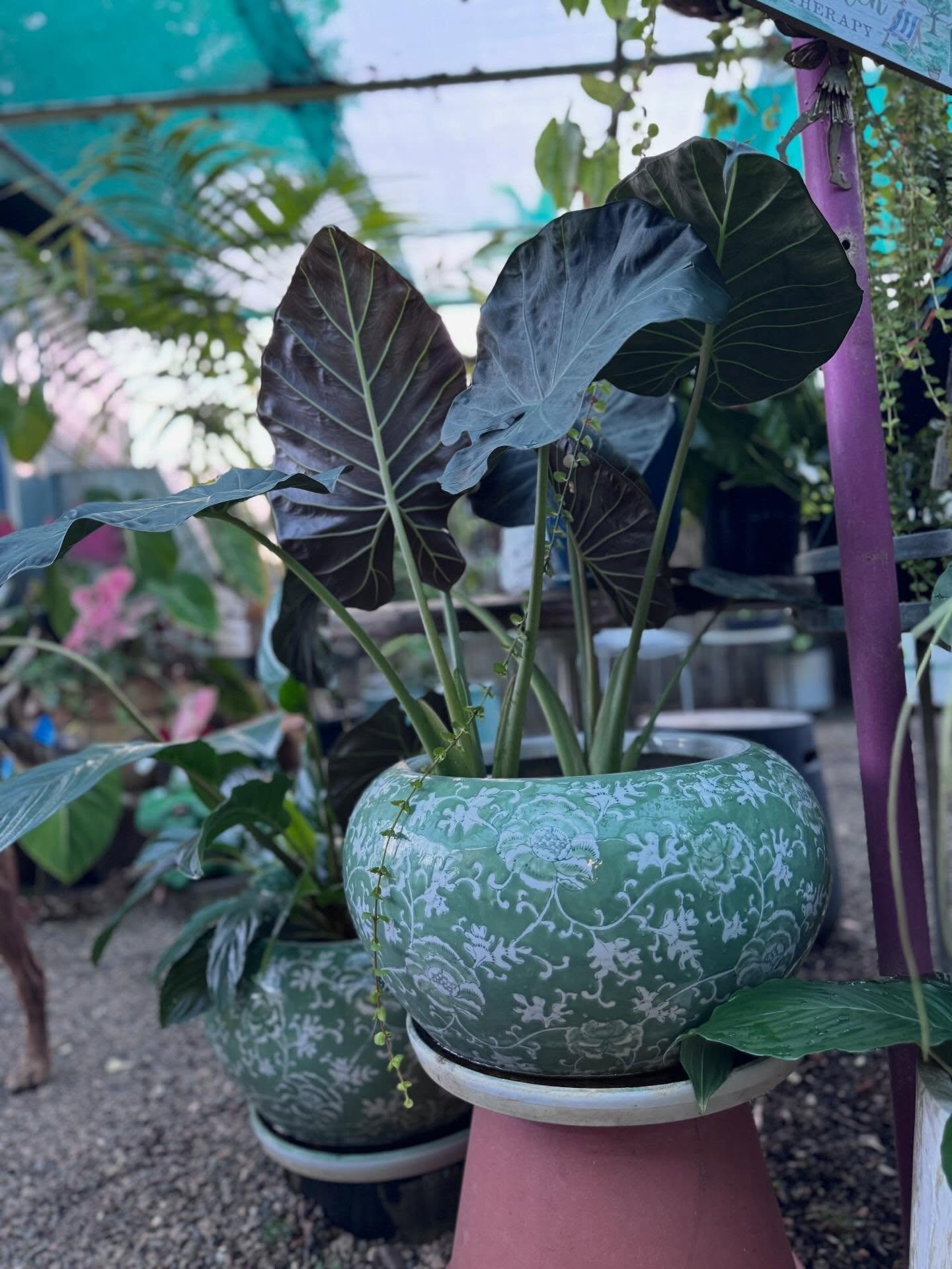 It was the night before and the whole team is exhausted but excited 

It&rsquo;s been a massive week with plant, pot and ornament deliveries 

Nothing like doing everything last minute&hellip; 

Rainforest to Garden is SOLD OUT but don&rsquo;t panic 