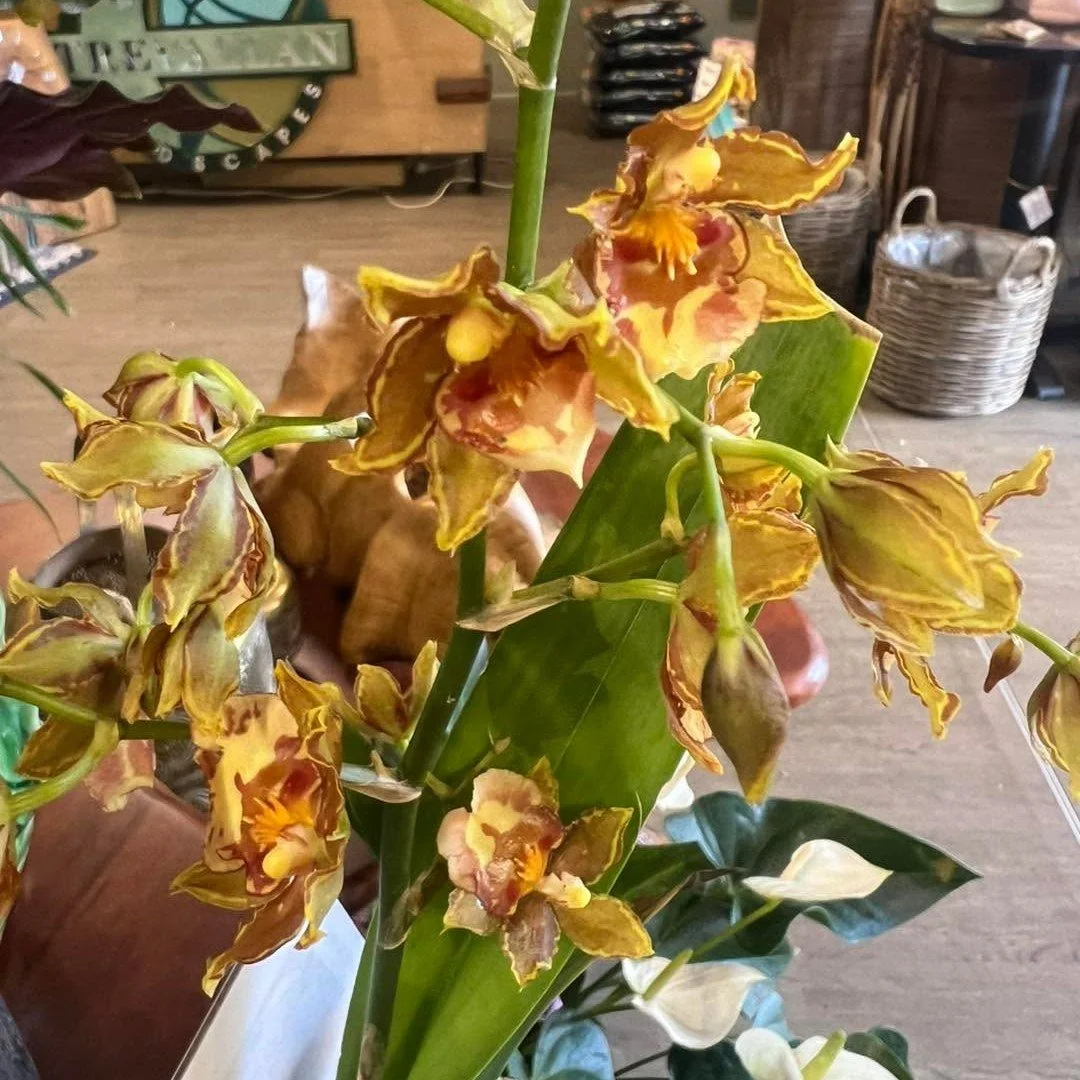 If you promised yourself you wouldn&rsquo;t buy another orchid, stay away from Trevallan this week.

These flaming beautiful beasts have just arrived, and honestly, for your own financial wellbeing, it may be best to avoid eye contact.

Brian has bee