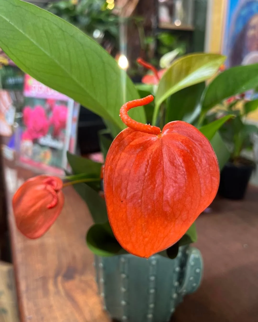 Mother&rsquo;s Day plants, just like mums, do not always have to be soft and frilly.

Sometimes they can be glossy, tropical, a little bit fabulous and slightly dramatic.

Gosh, sounds like a lot of mums I&rsquo;m friends with.

Anthuriums are perfec