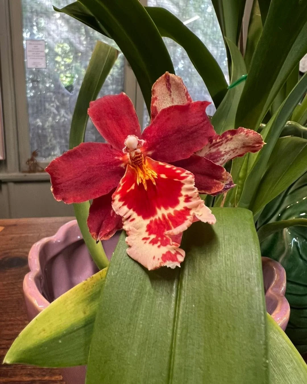Your Mum Called!

She wants to know which orchid you are buying her so she doesn&rsquo;t double up &hellip; 

Can&rsquo;t get in, don&rsquo;t worry I can take payment over the phone and she can spend your money without you being present &hellip; kind