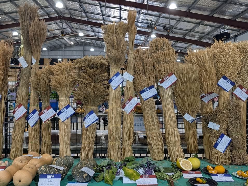 grains.jpg