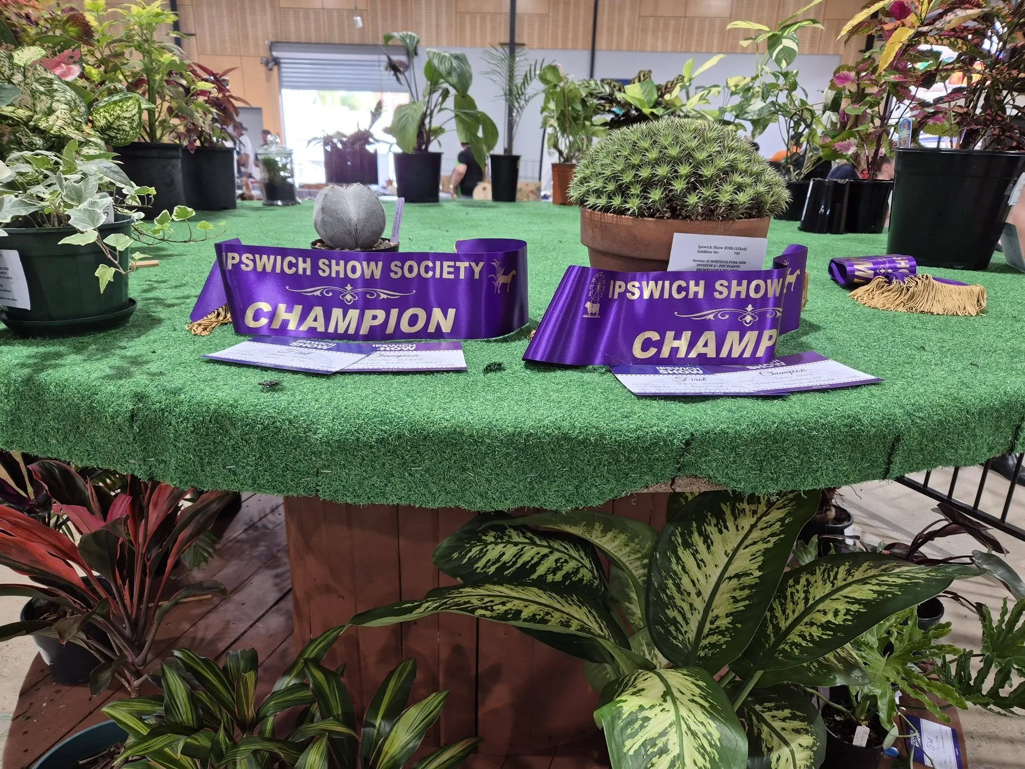 Grand Champ.jpg