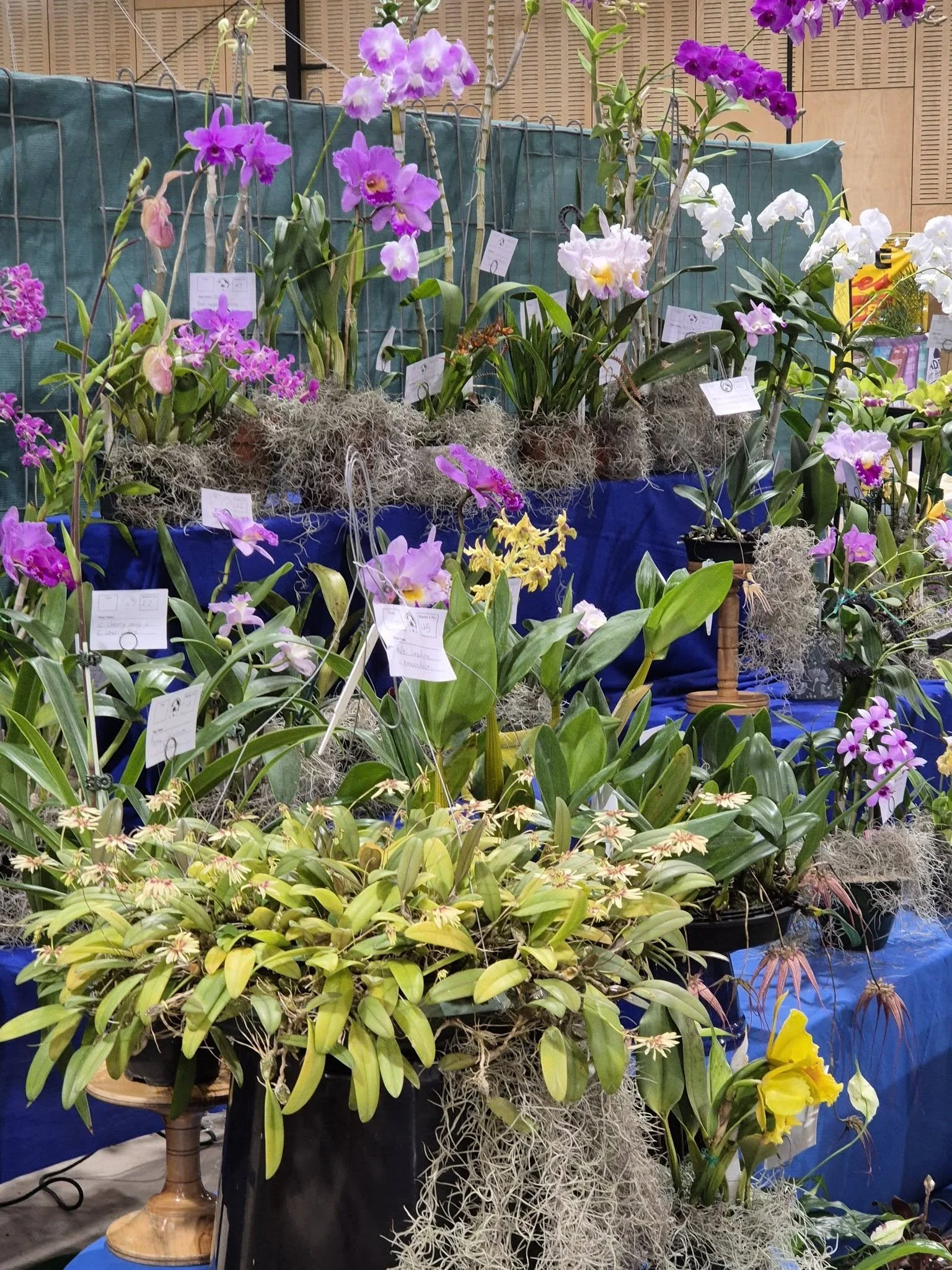 Orchid Display.jpg