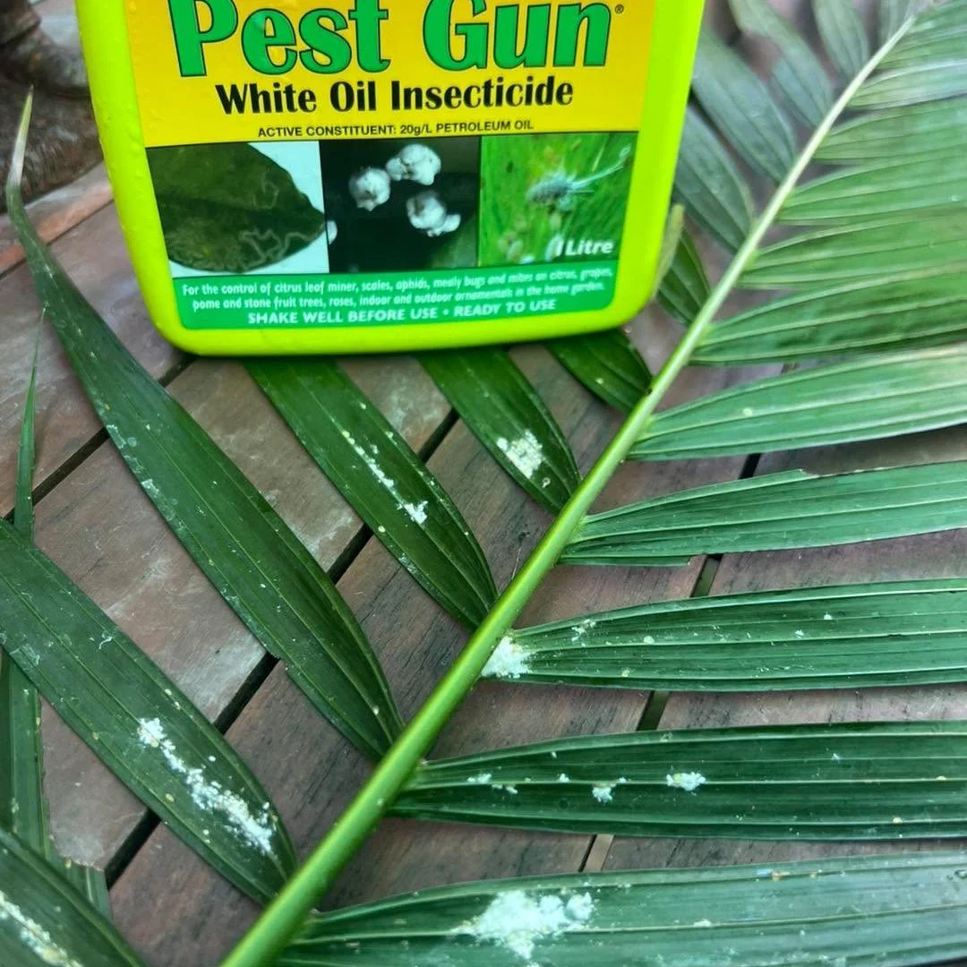 Life in the garden centre isn&rsquo;t always pretty flowers. Sometimes it&rsquo;s insects. The good ones and the bad ones.

My Cascade Palms had not been happy for a while, but I had been putting off properly investigating the issue.

The result was 