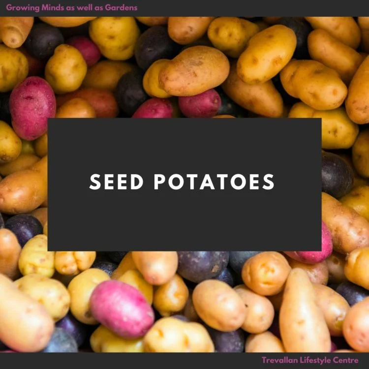 Seed potatoes have FINALLY arrived at Trevallan, and this year&rsquo;s range has a lovely mix of reliable all-rounders, flavour favourites and something a little different for the potato patch.

In Queensland, success with potatoes is often more abou