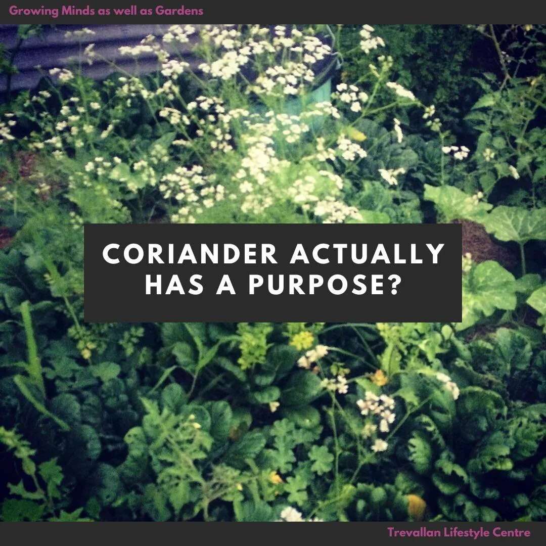 Talking about Herbs this week and one of my favourites to recommend is CORIANDER... Now wait before you get all up in arms about taste, I am here to remind you just because you don't like the taste doesn't mean it's not useful in the garden. 

Corian