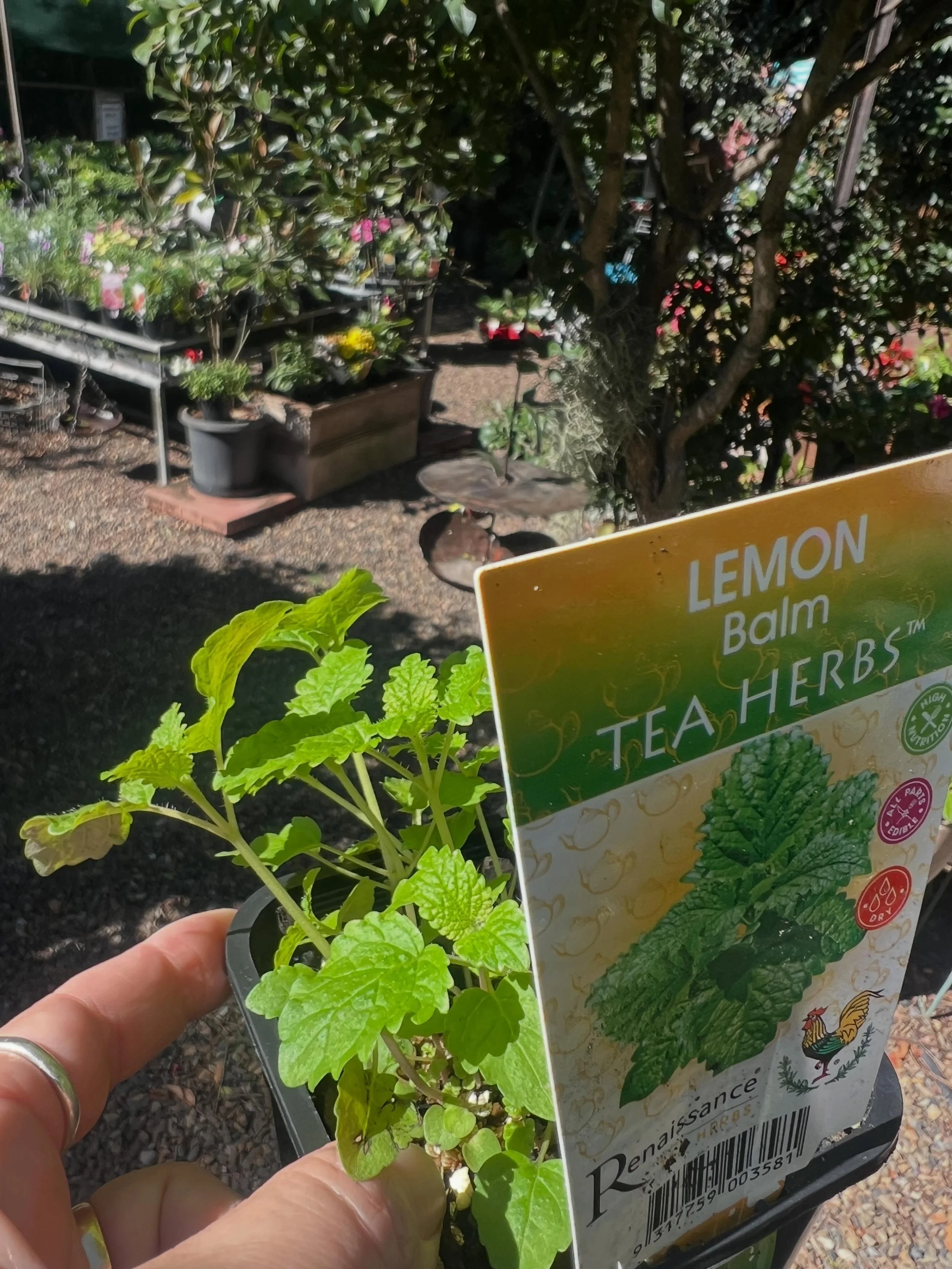 Lemon Balm. The equivalent of shouting &ldquo;my shout&rdquo; in a bar full of bees.

They come from everywhere.

I was admiring our Lemon Balm one day and gently brushed my hand through the foliage. That soft lemon scent lifted straight into the air