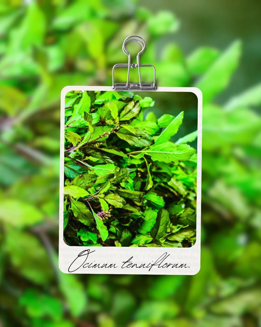 Common names make gardening feel simple. No big Latin words to remember, and often the name tells us something about a plant&rsquo;s appearance, fragrance or use.

Sometimes this works.

Most of the time it doesn&rsquo;t.

Holy Basil.
Sacred Basil.
T