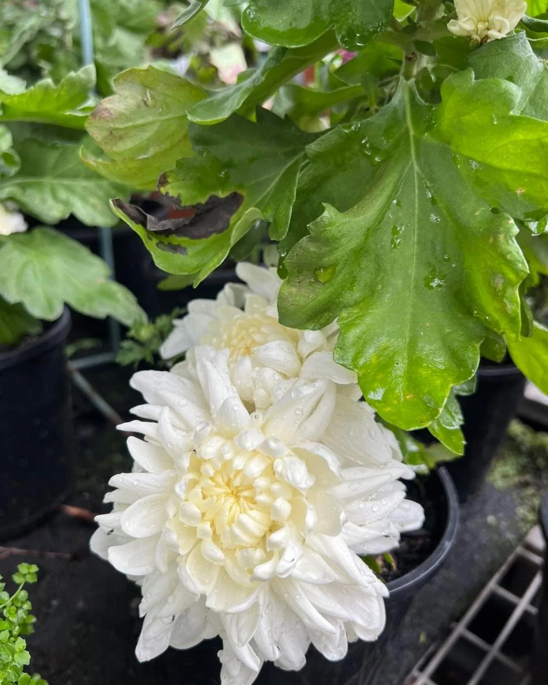 Did you get a chrysanthemum for Mother&rsquo;s Day? 🌼

We had a few disbuds left after the big weekend. Once they had finished flowering, we simply trimmed off the spent blooms, gave them a feed of fertiliser, and now look at them! They&rsquo;re bur