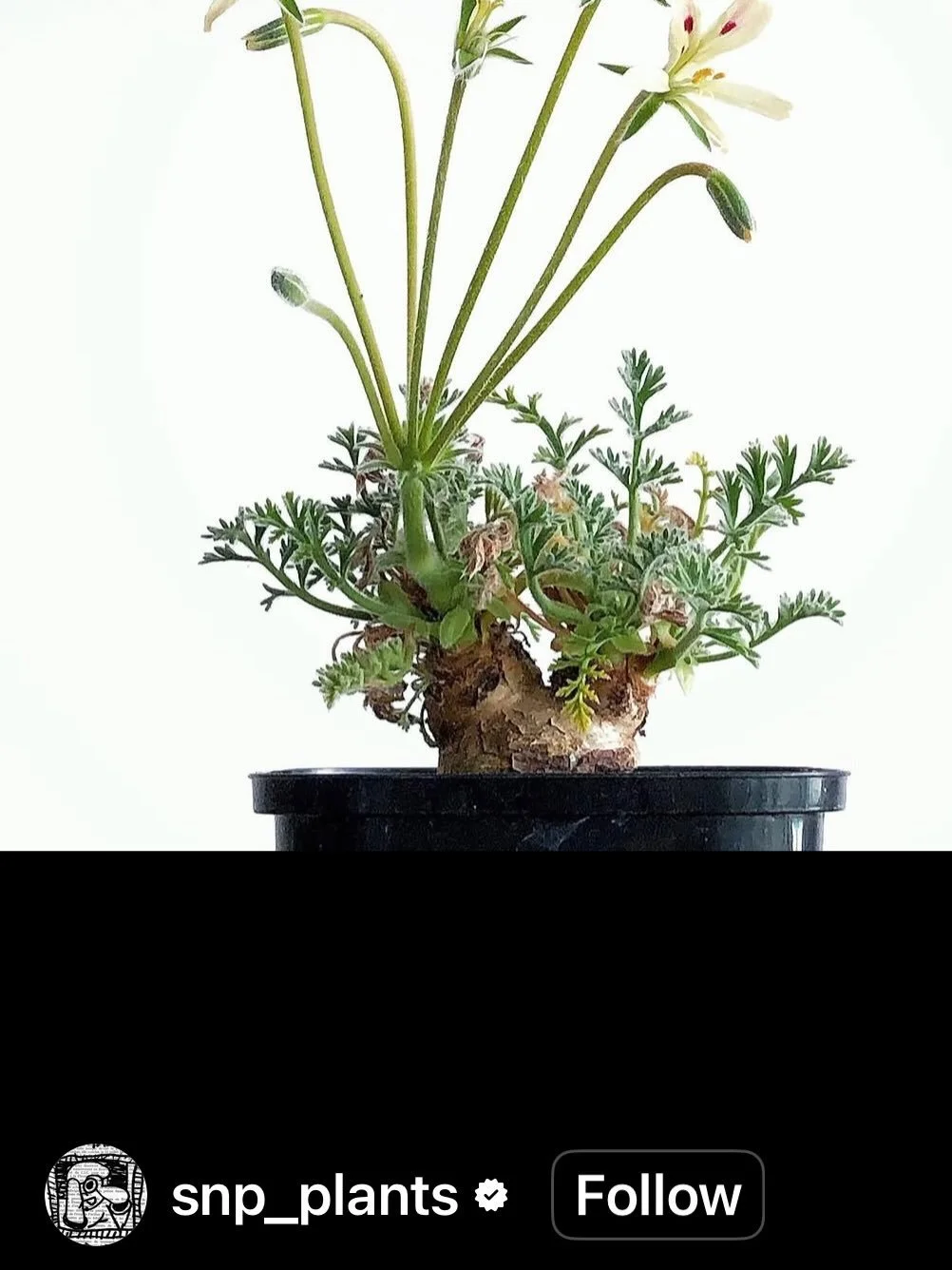 After the weird and the wonderful, I have the plant for you.

Pelargonium appendiculatum

This is not your average geranium. This is one for the plant lovers who like something a little unusual, a little sculptural and a little bit special.

Native t