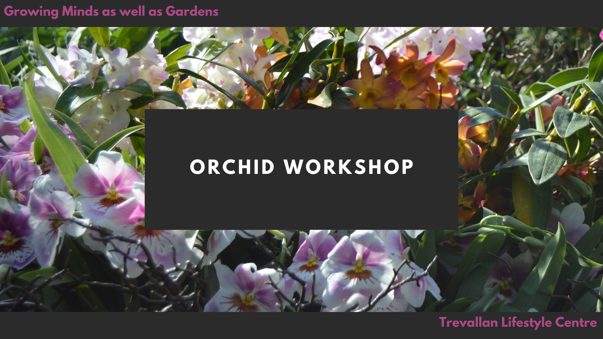 Orchid Masterclass