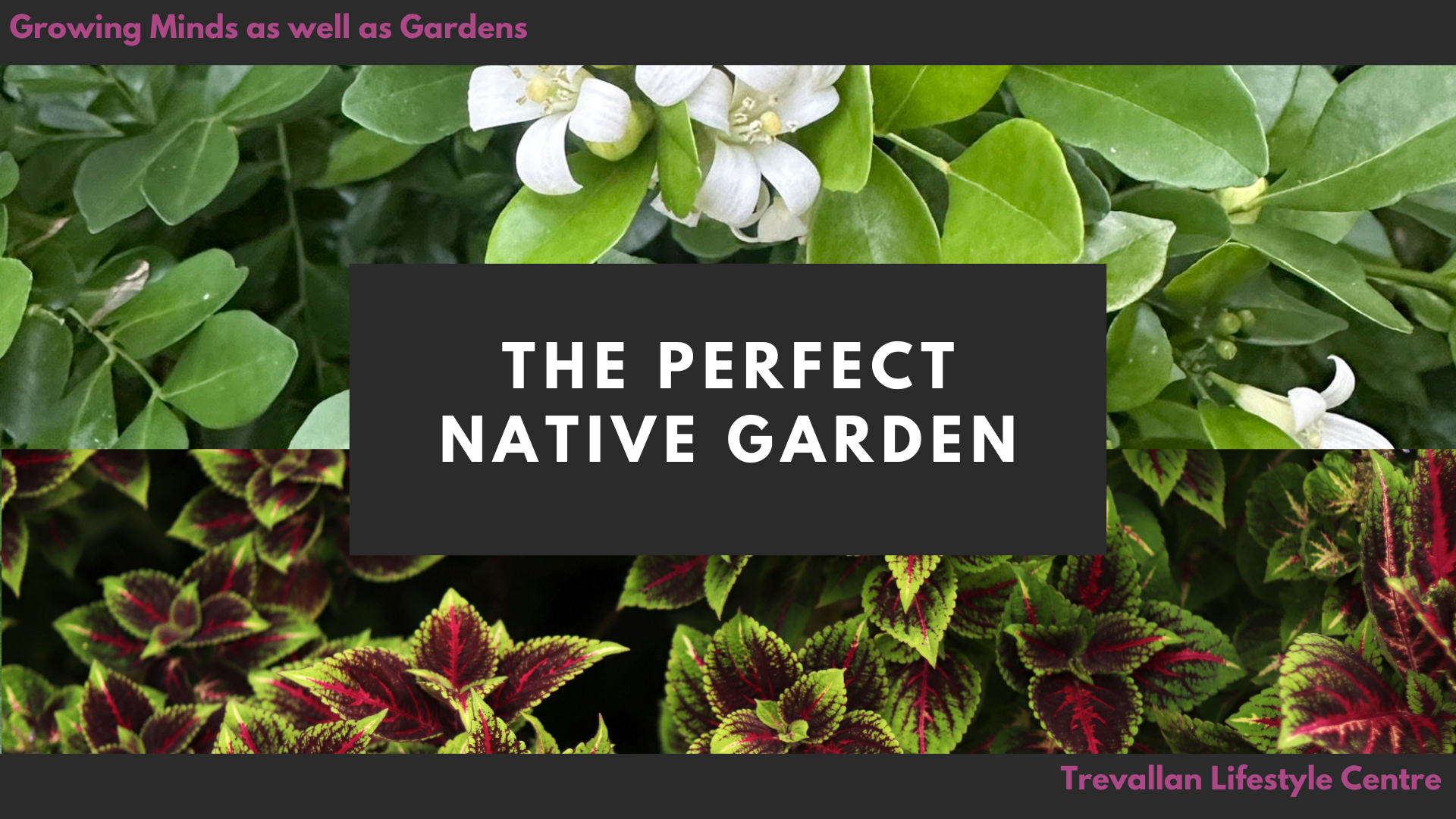 Beyond Grevilleas: Rethinking the Australian Native Garden