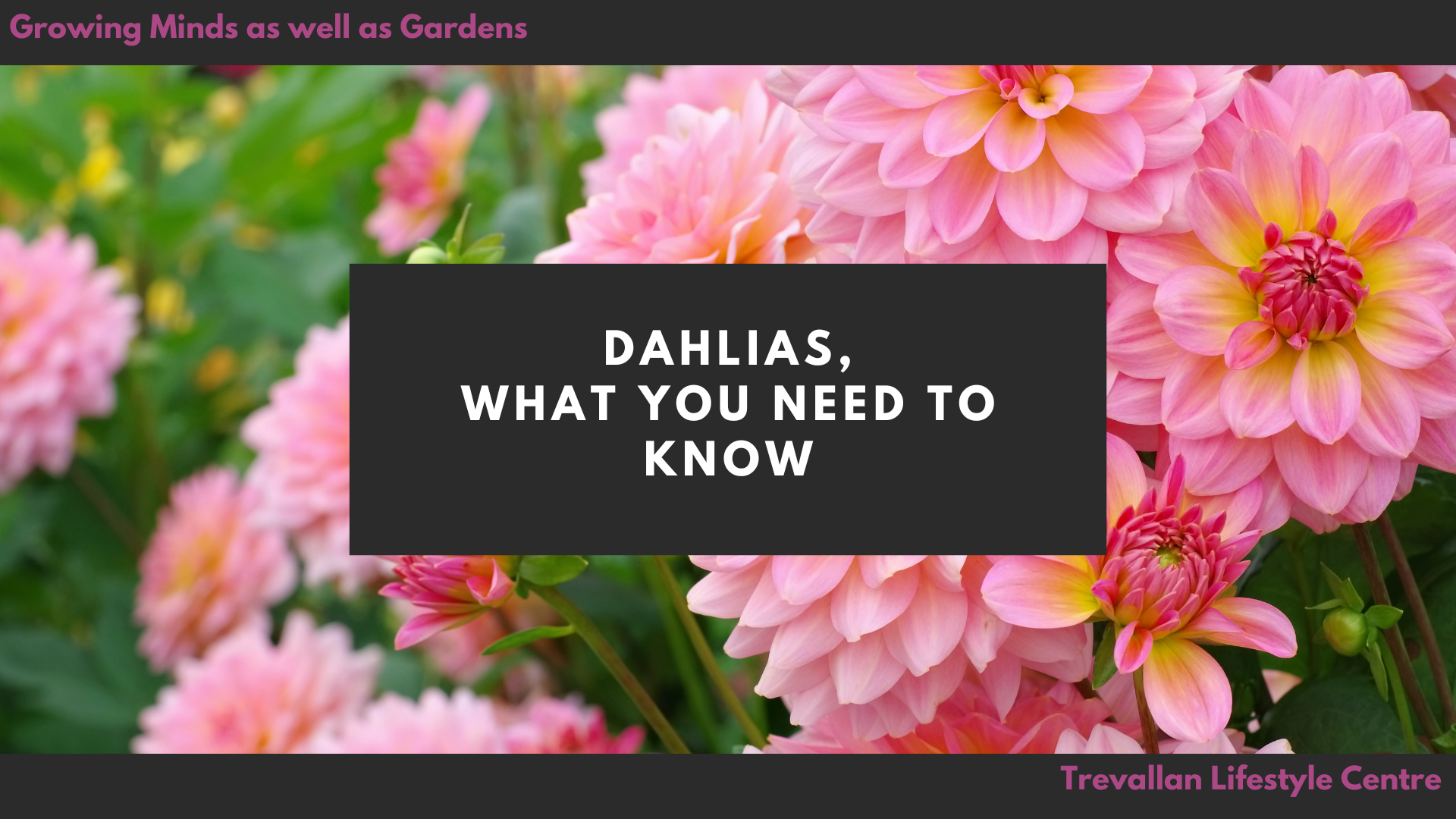 Dahlia Masterclass