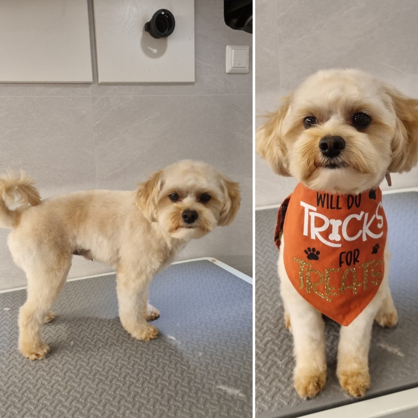 @milothemaltipo0 will do tricks for treats 🍬🎃 and who can deny this cute face? 🥰 Milo had a great s-paw day and is all ready for howl-o-ween ✂️Takk for bes&oslash;ket Milo !

#hundp&aring;instagram #hundefris&oslash;r #mobilhundefris&oslash;r #hun