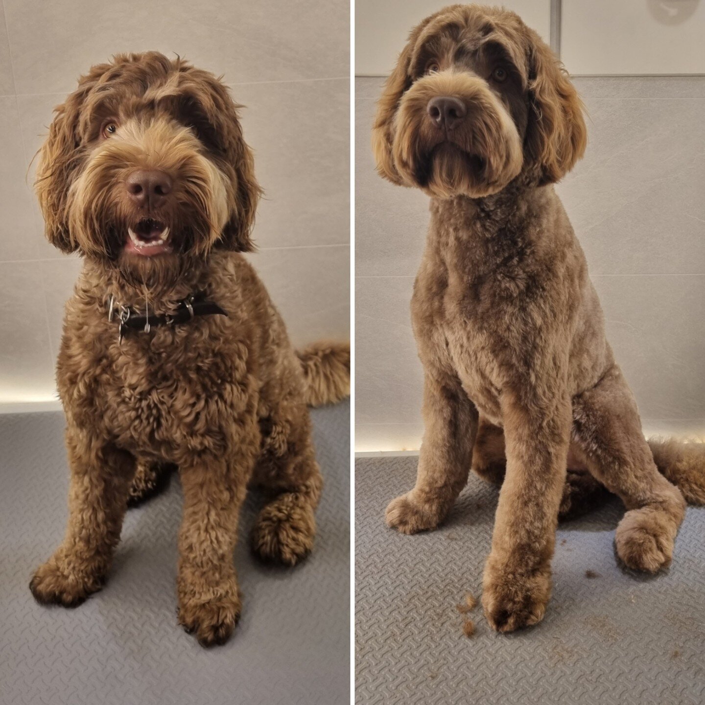 Louie the cobberdog had a very exciting day yesterday. He got to go to work with his parent, while at work he had a nice spa day with a bath and trim! 🛁✂️ Louie is ready to rock the rest of the work week. 🤘 Takk for bes&oslash;ket Louie. 🥰

You ca