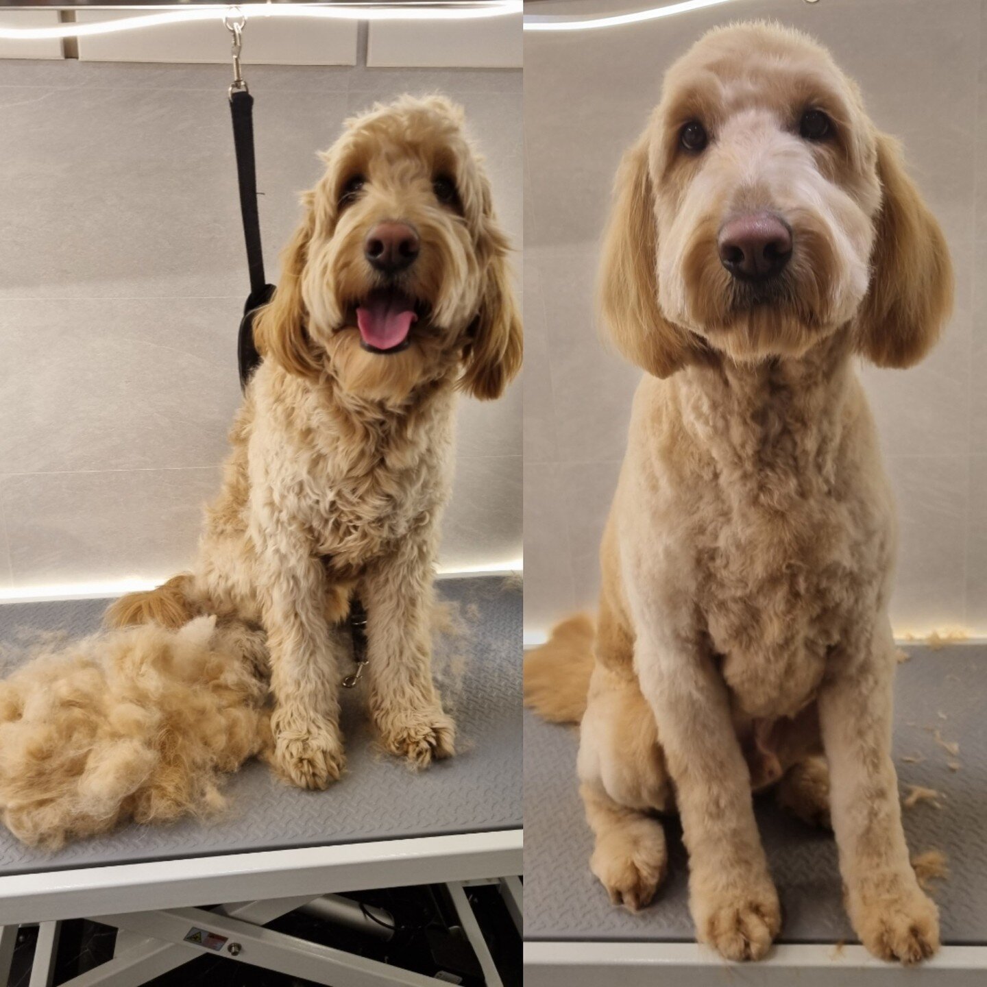 Sverre the Whoodle is as ready for spring as I am. ☀️ He got defloofed with a deshedding treatment 🪮and a nice new haircut ✂️ and is ready for sunny days 🌈 ahead. Book an appointment at www.ddog.no/request 
@sverre_the_golden_whoodle 

#defloofed #