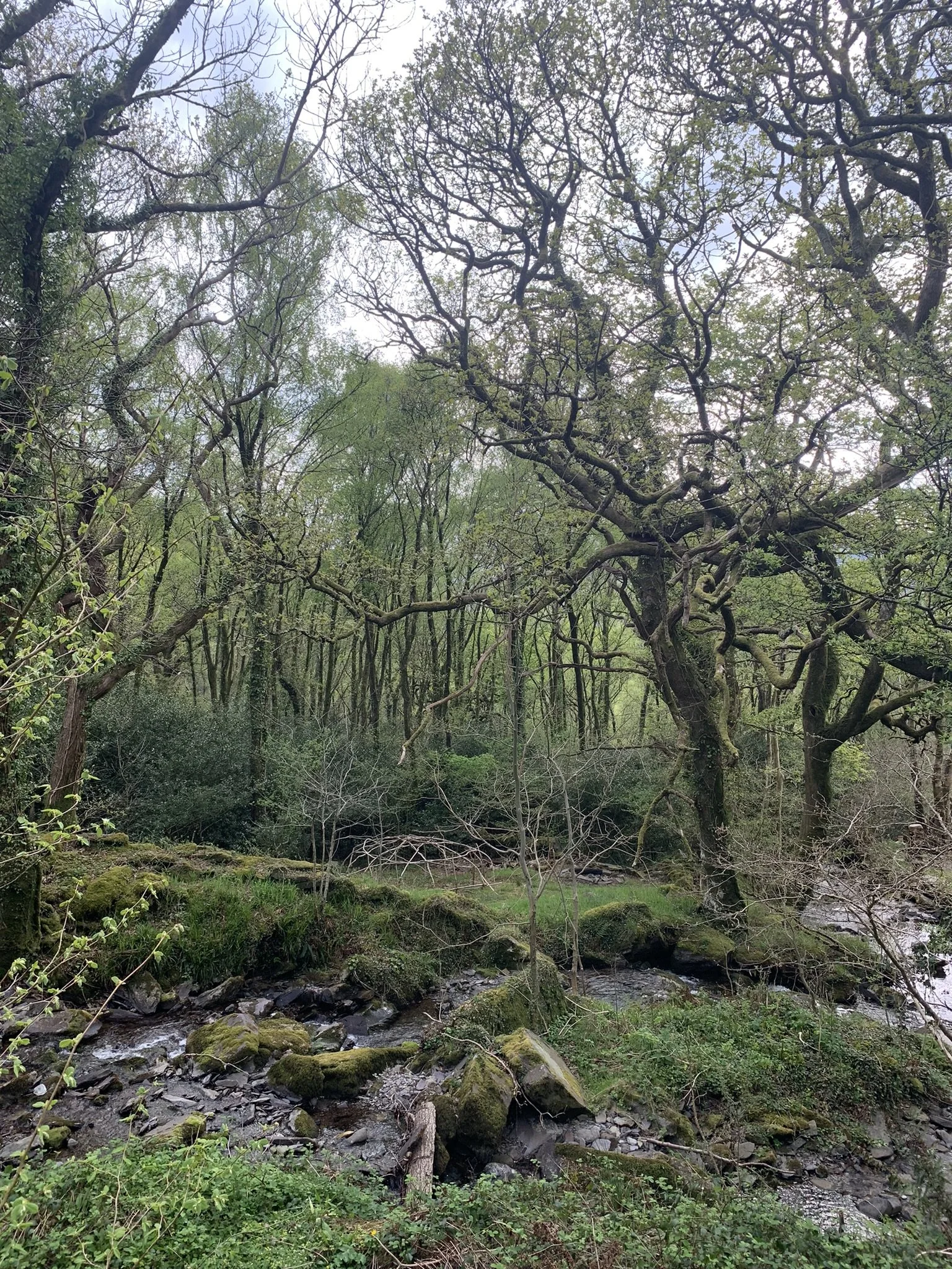 Copy of IMG_5925.JPEG