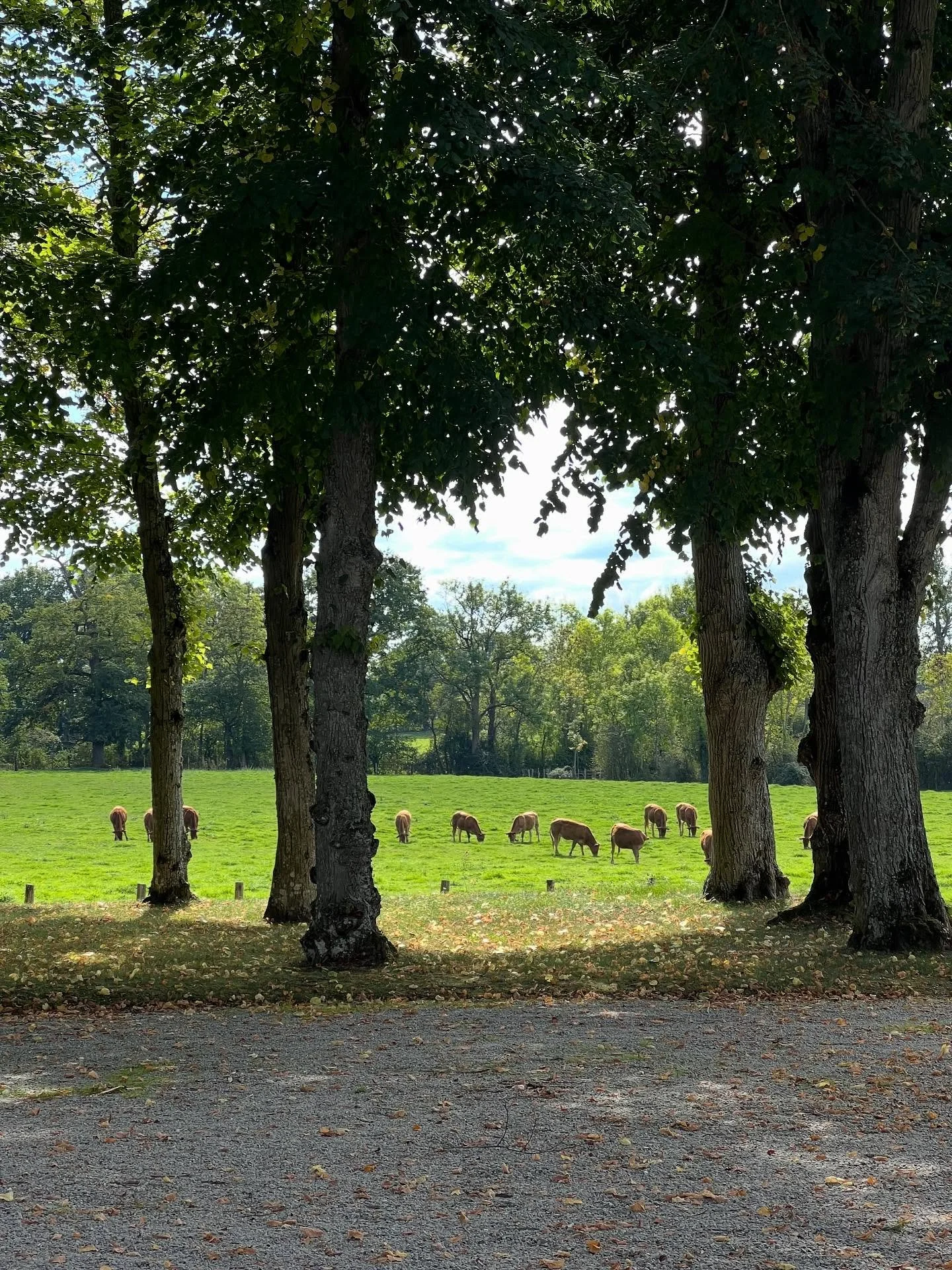 Warm days with my new friends at the Chateau de Cerisay