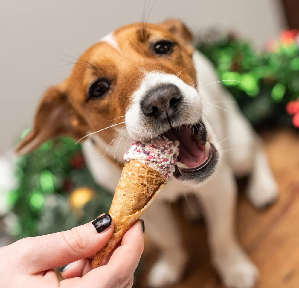What Happens If Your Dog Eats Chocolate Ice Cream