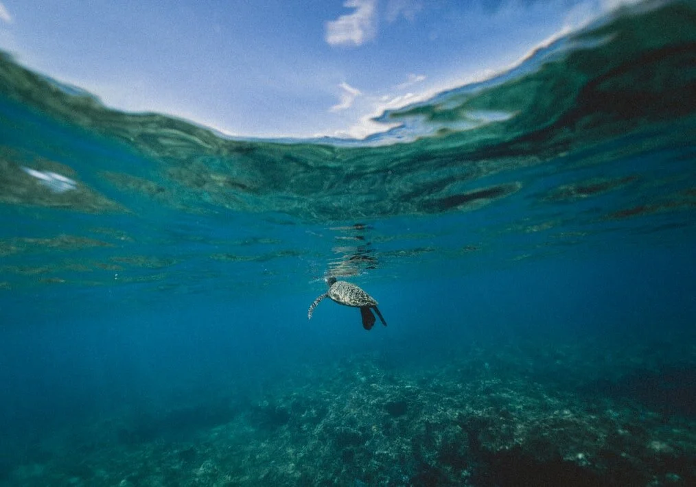 United Nations World Oceans Day 2021