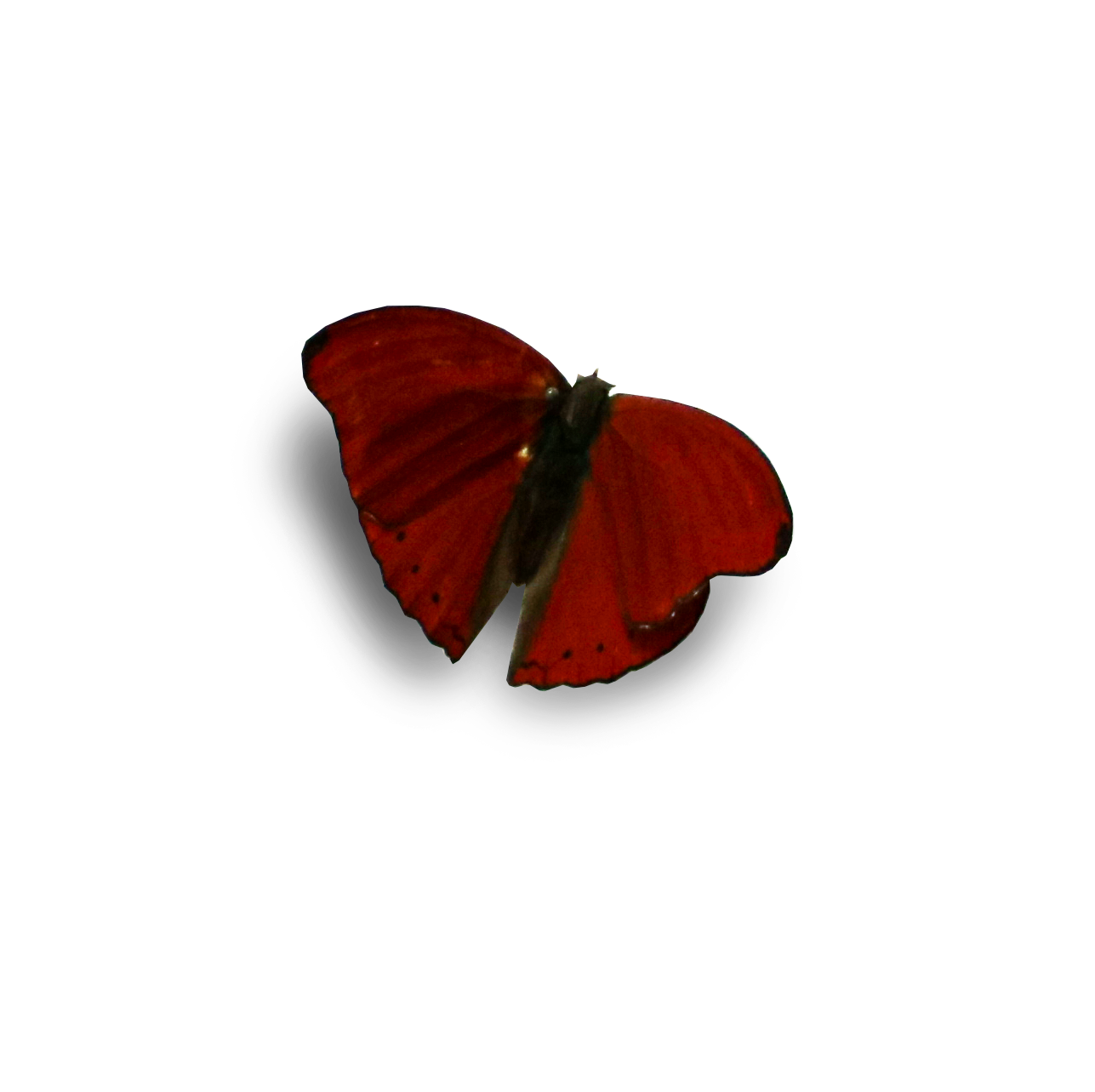 butterfly 2.png