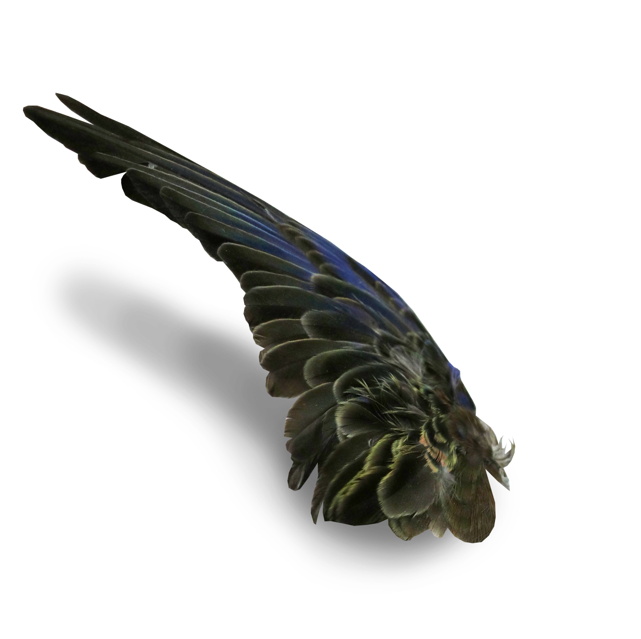 wing.png