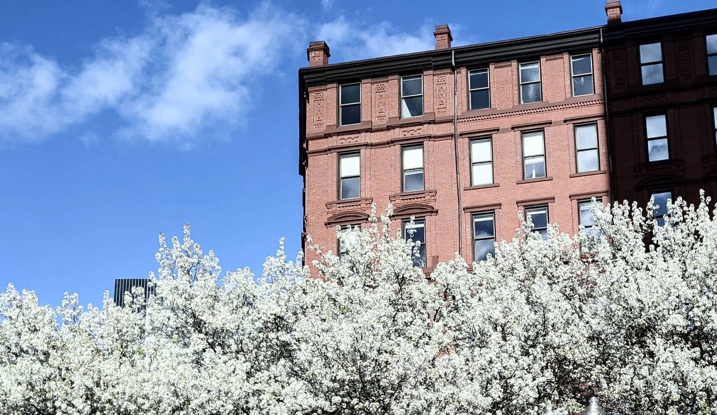 Blooms and blue skies 💙 #springtime #Boston