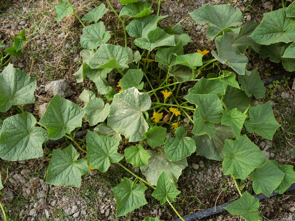 MauroMelanie_Berdura26_117.jpg