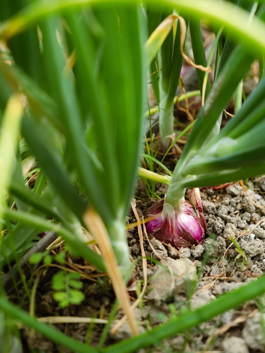 MauroMelanie_Berdura26_056.jpg