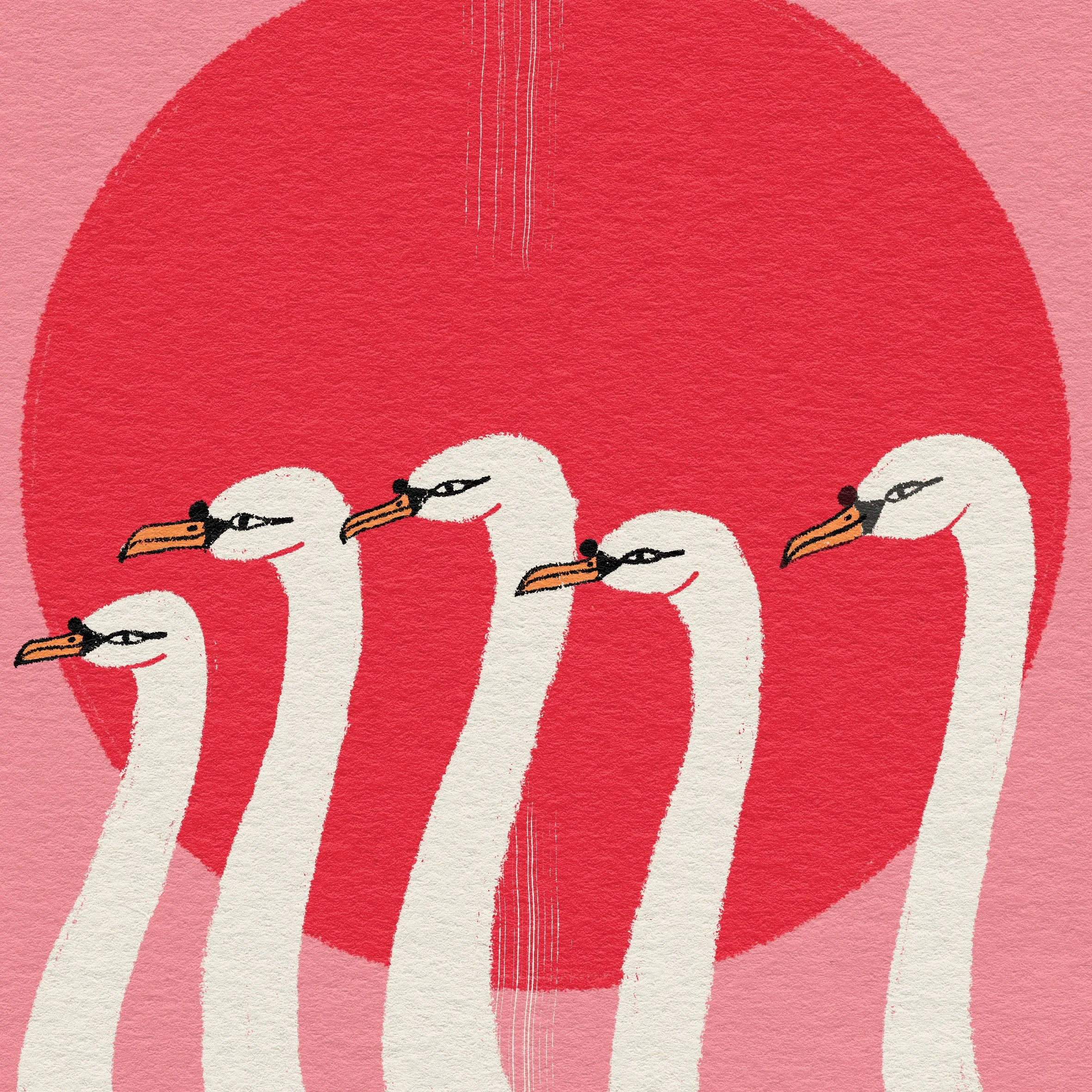 Walking evening swans.jpg