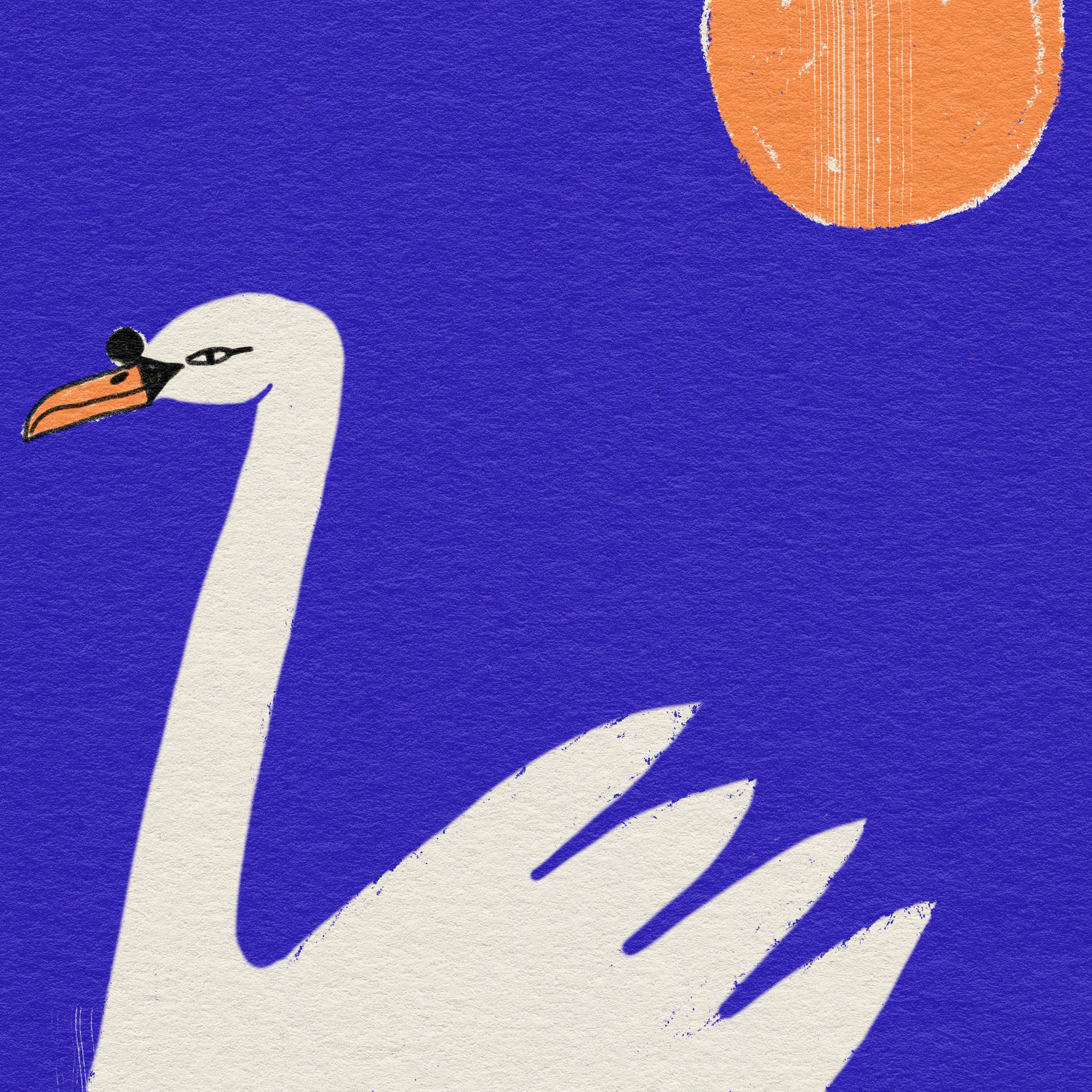Evening sun swan.jpg