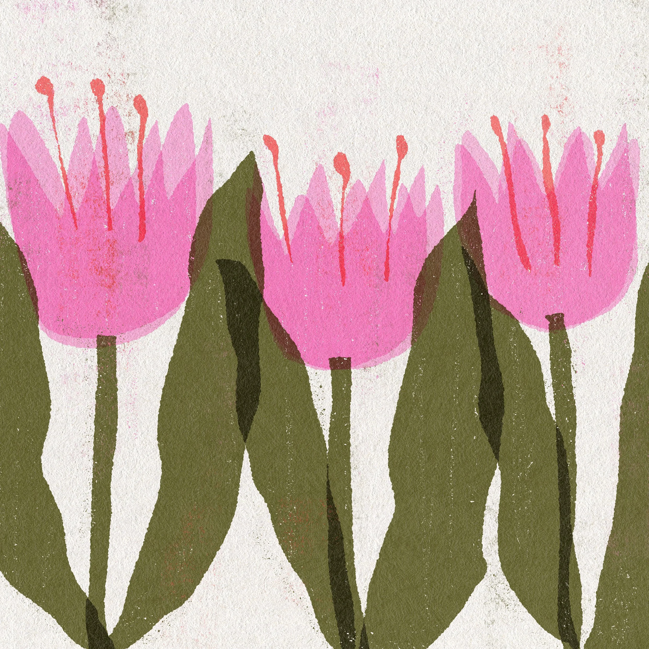 Art print hand drawn illustrations of pink tulips by clare davis