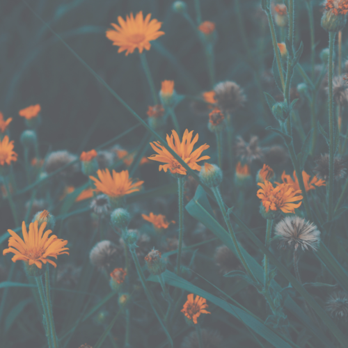 Ep 25 - New Year, Know You! Series - Unpacking the Enneagram with Nicole Seawell