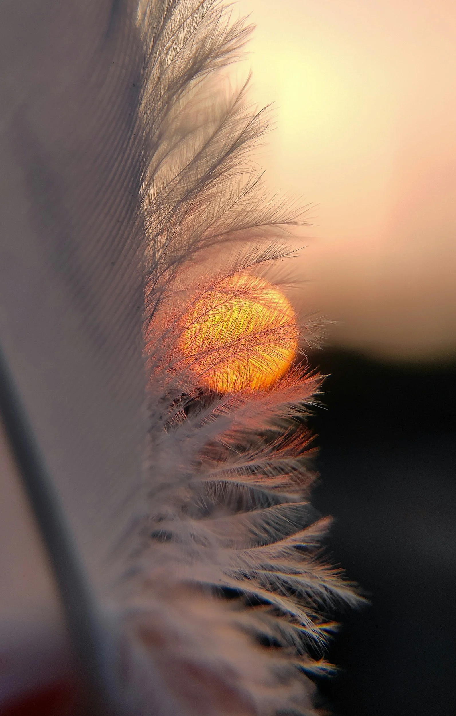 Nahaufnahme einer Feder mit einem am Horizont untergehenden Sonnenlicht im Hintergrund, alles während eines Sonnenuntergangs.
