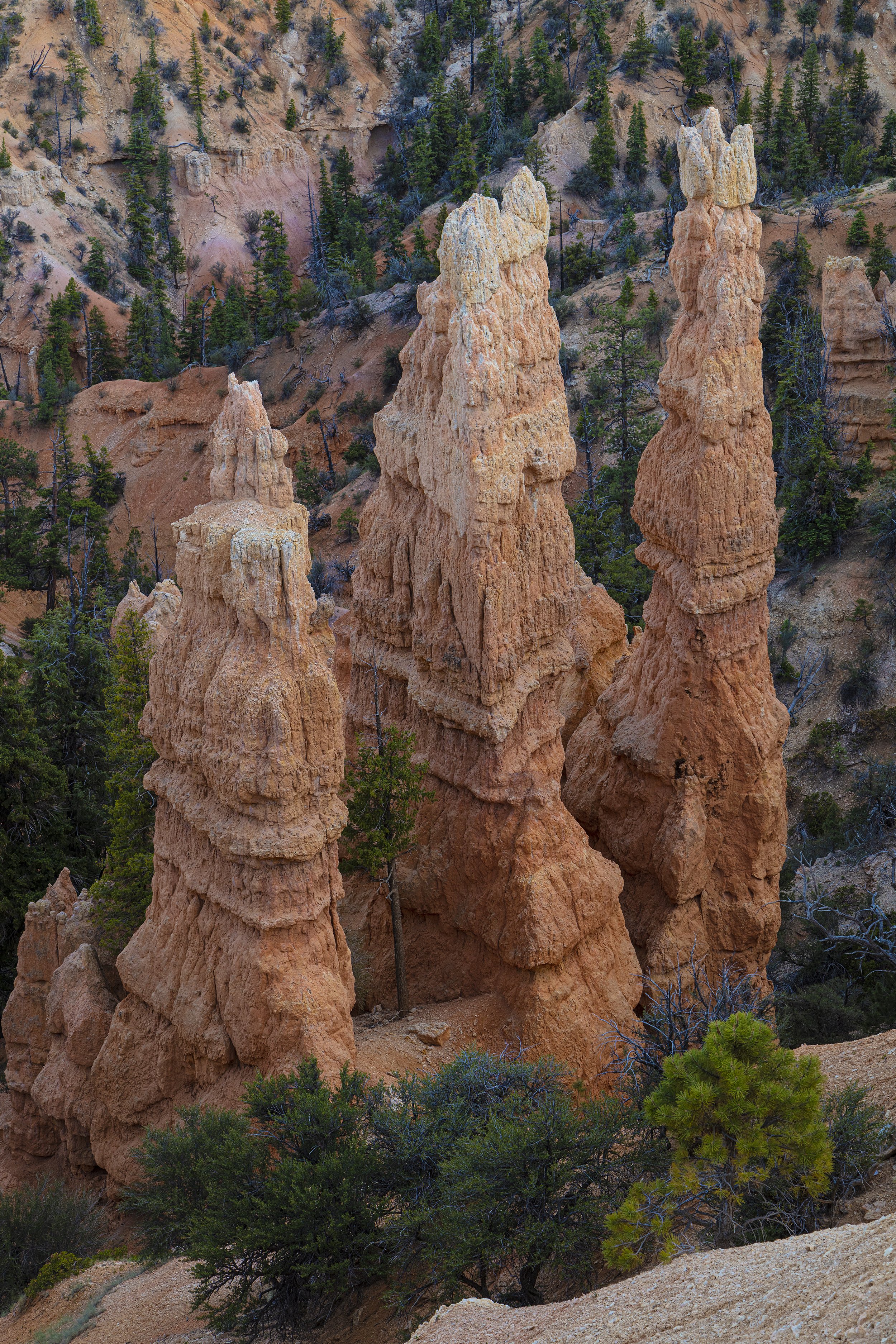 Bryce Canyon National Park - Bryce, UT