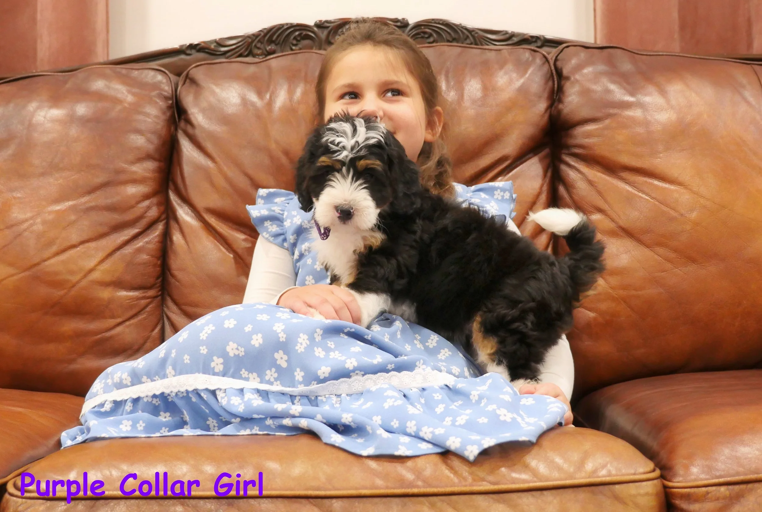 Purple Collar Girl a.jpg