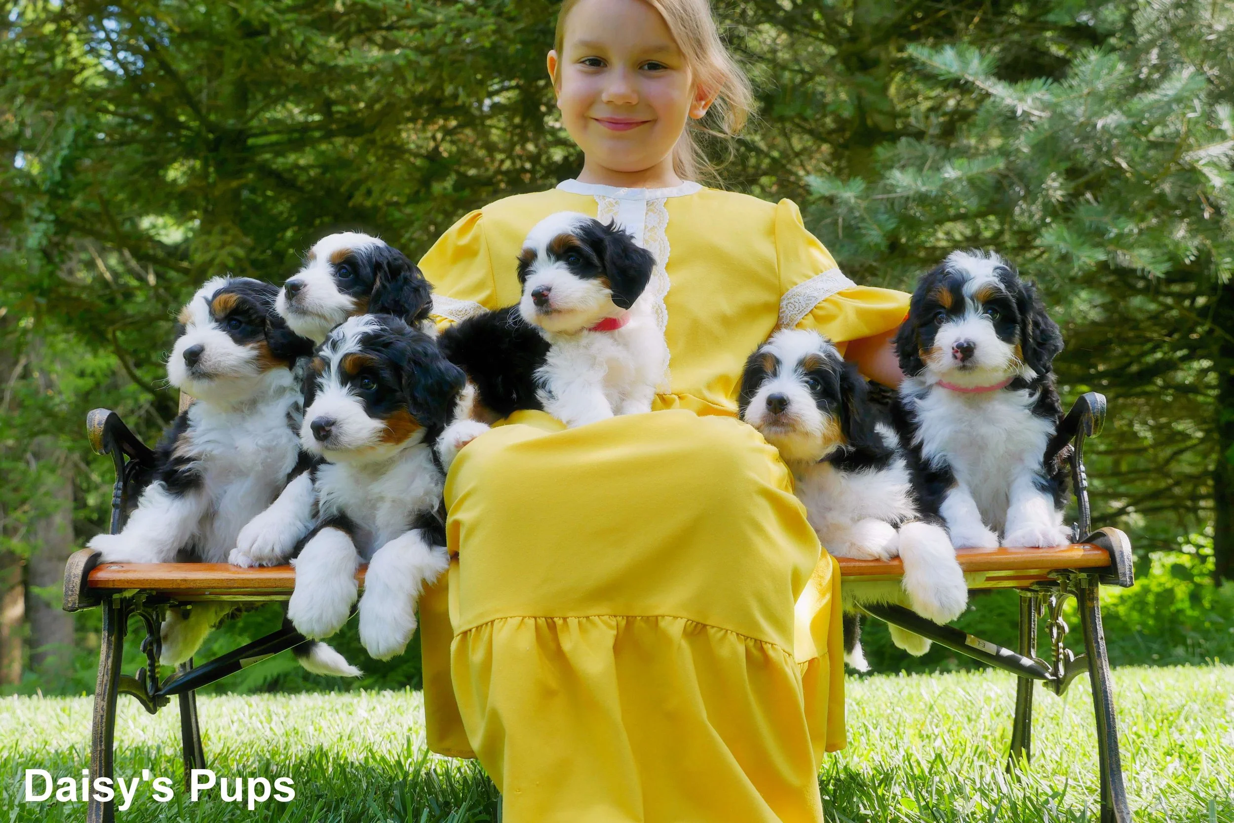 Daisy's pups a.jpg