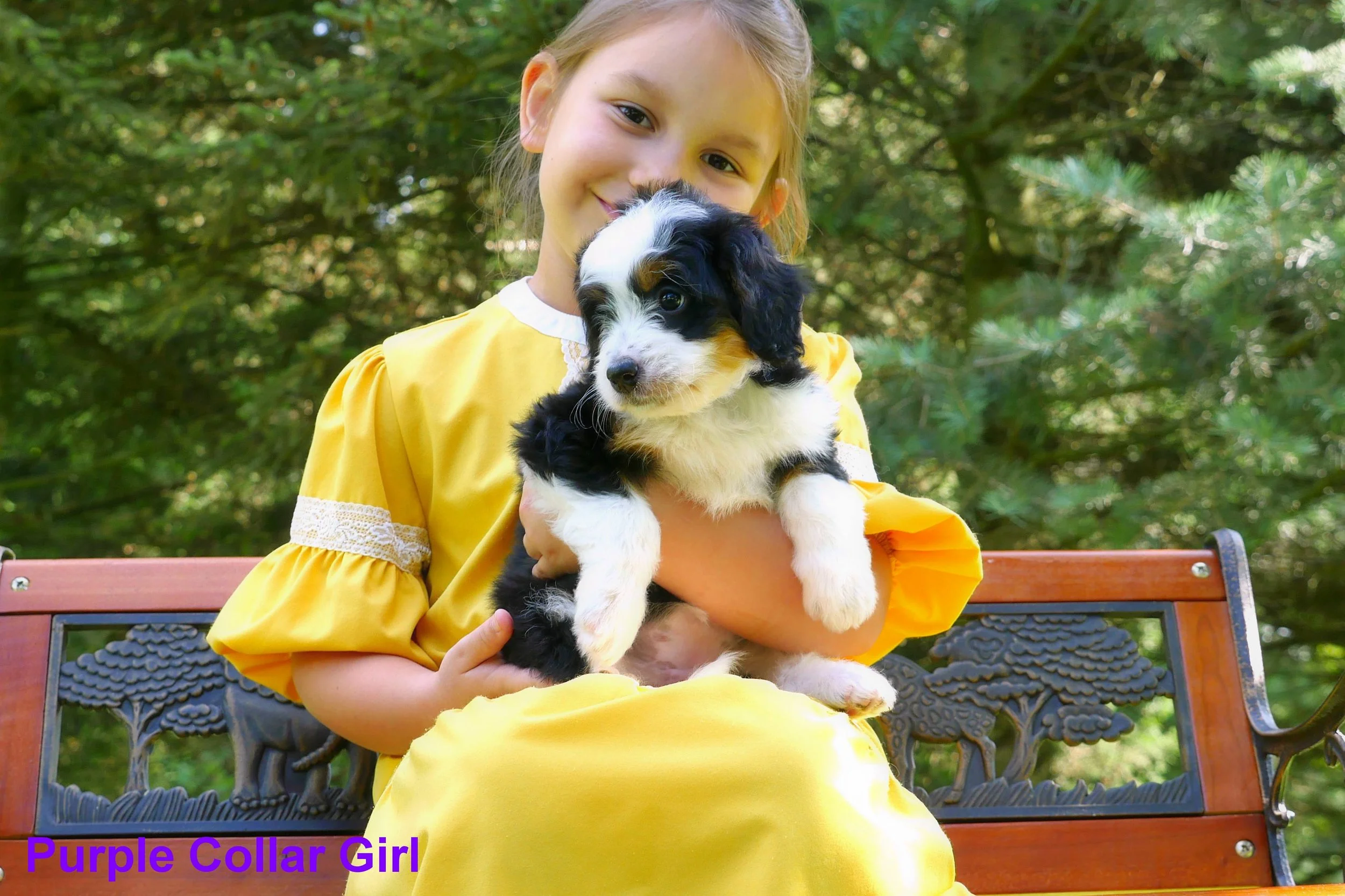 Purple Collar Girl a.jpg