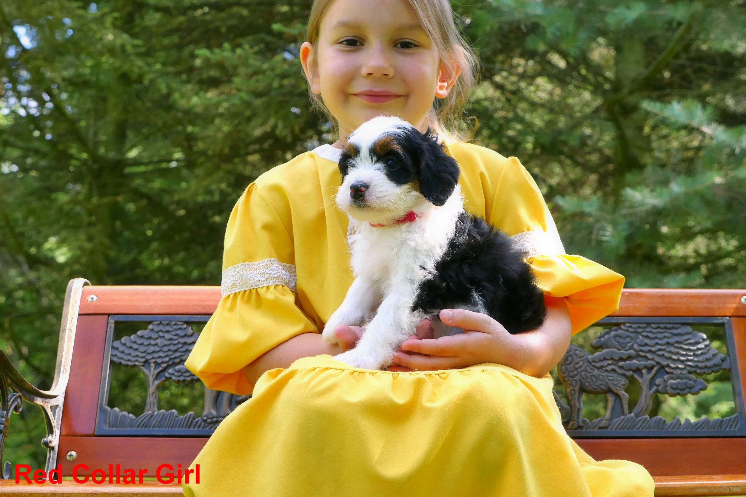 Red Collar Girl a.jpg