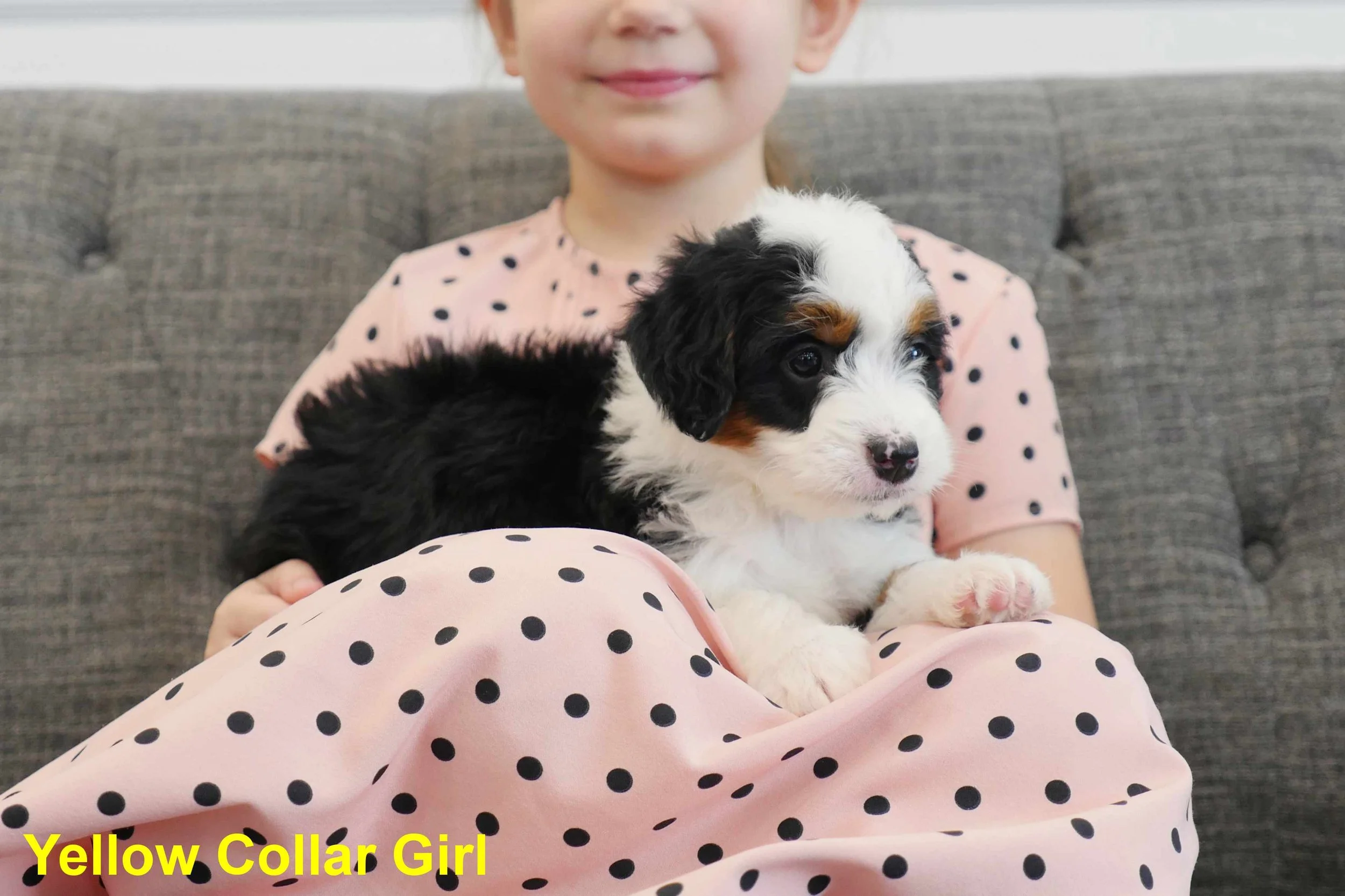 Yellow Collar Girl a.jpg