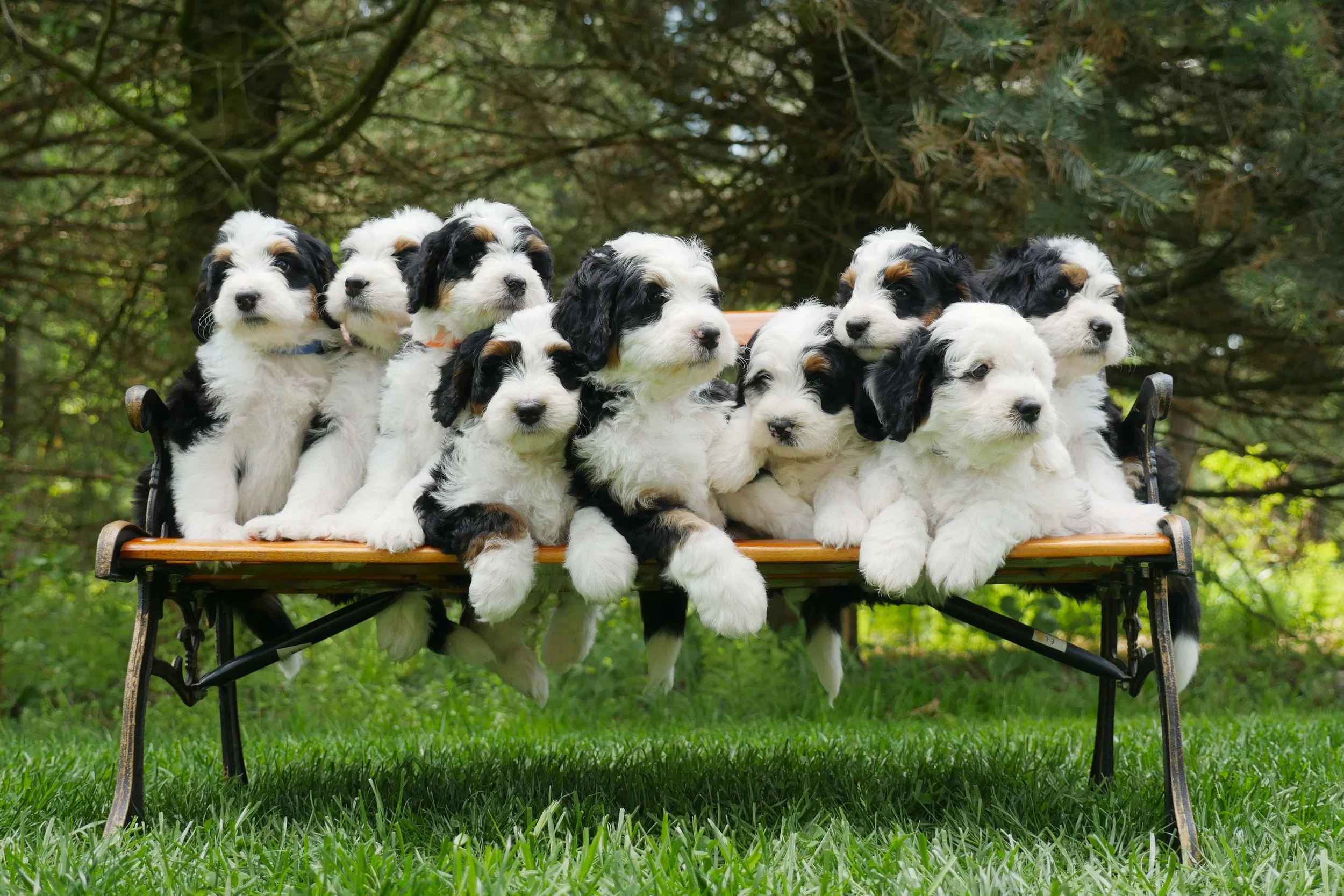 Bella's pups.jpg
