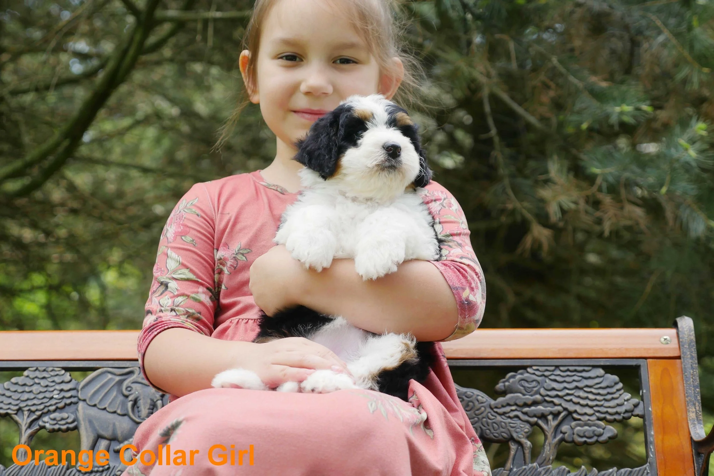 Orange Collar Girl a.jpg