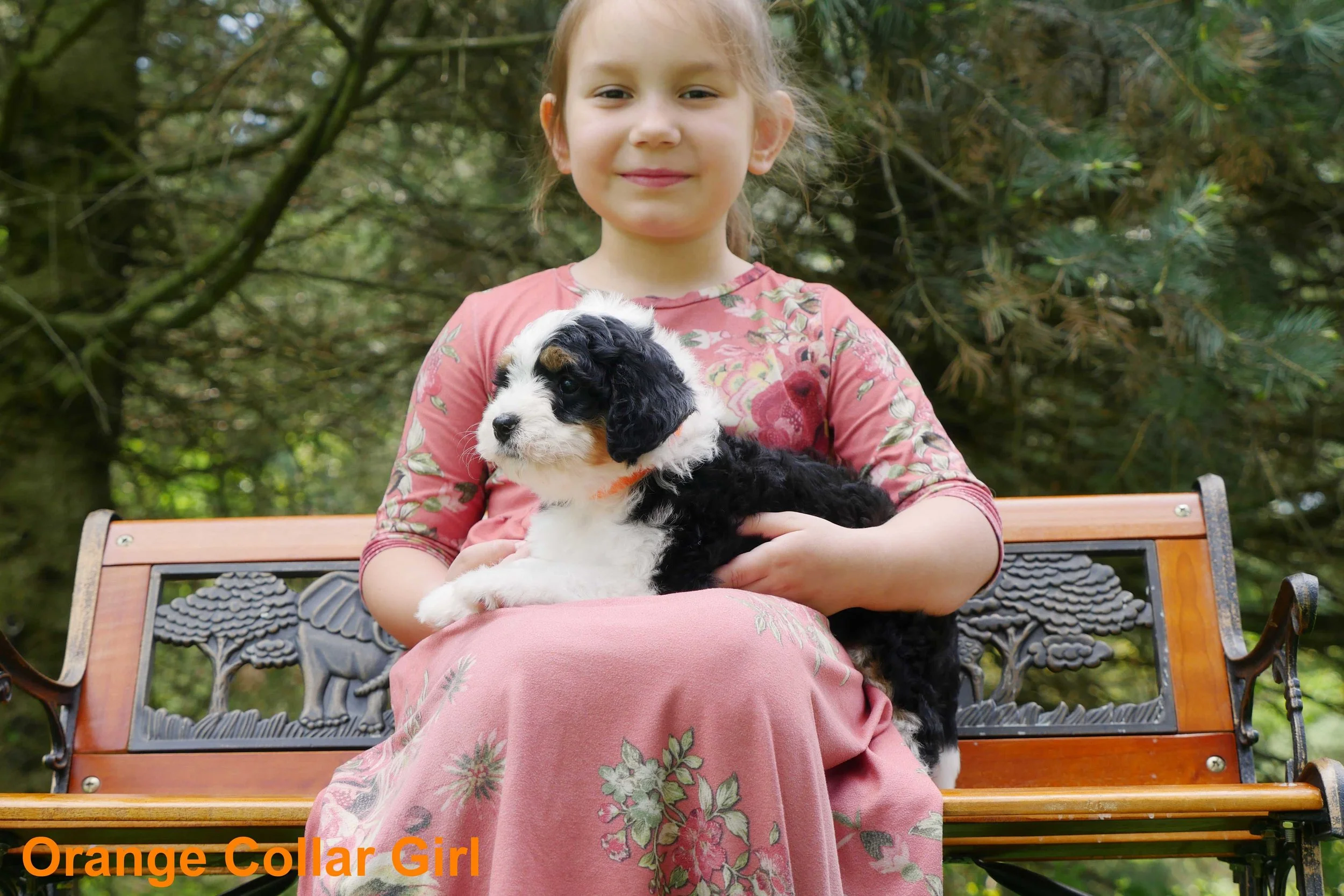 Orange Collar Girl c.jpg