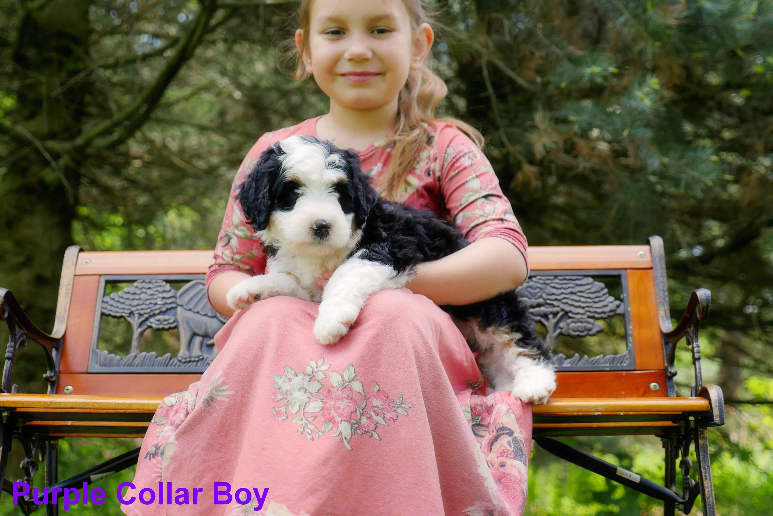Purple Collar Boy a.jpg