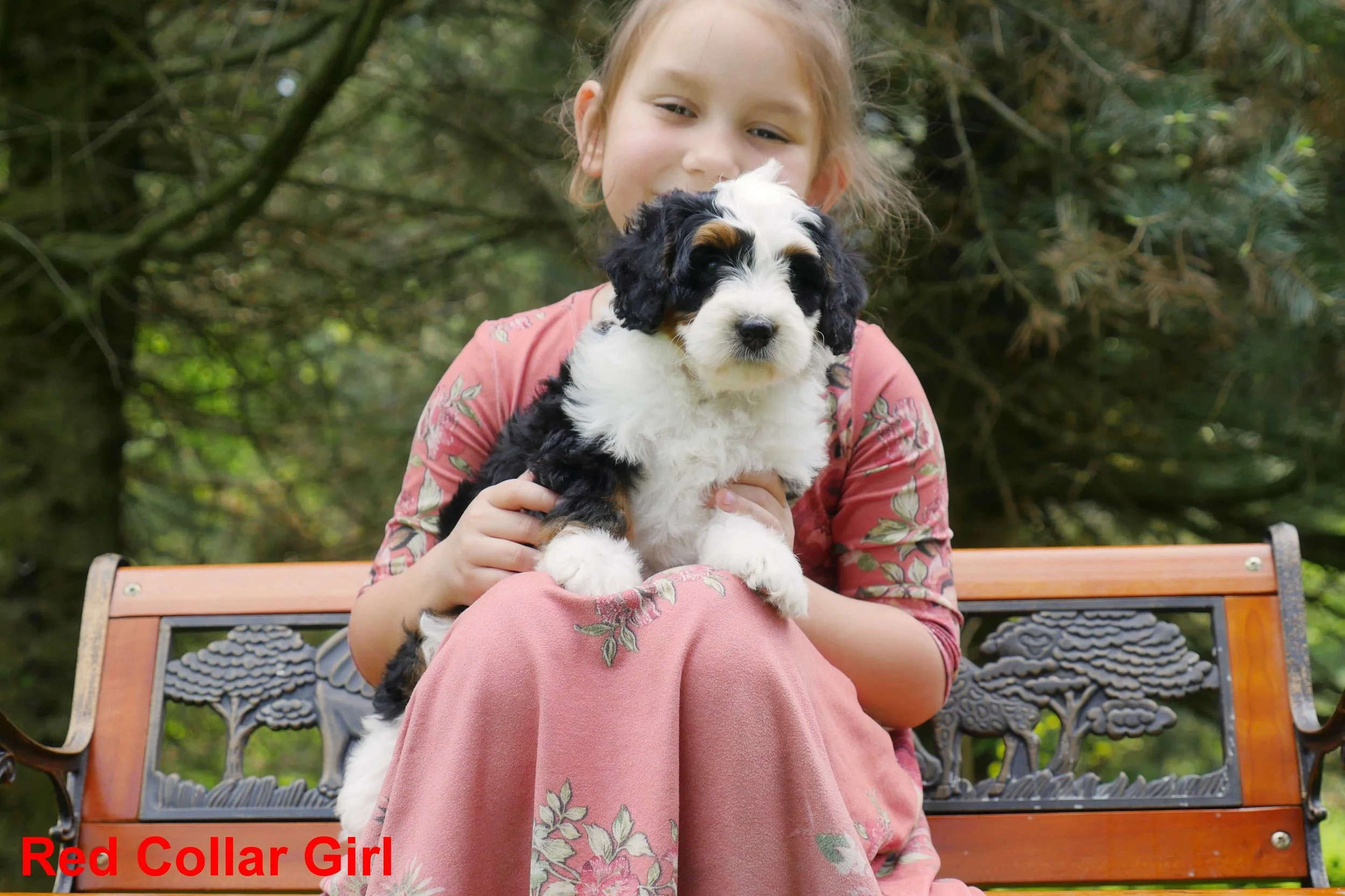 Red Collar Girl a.jpg