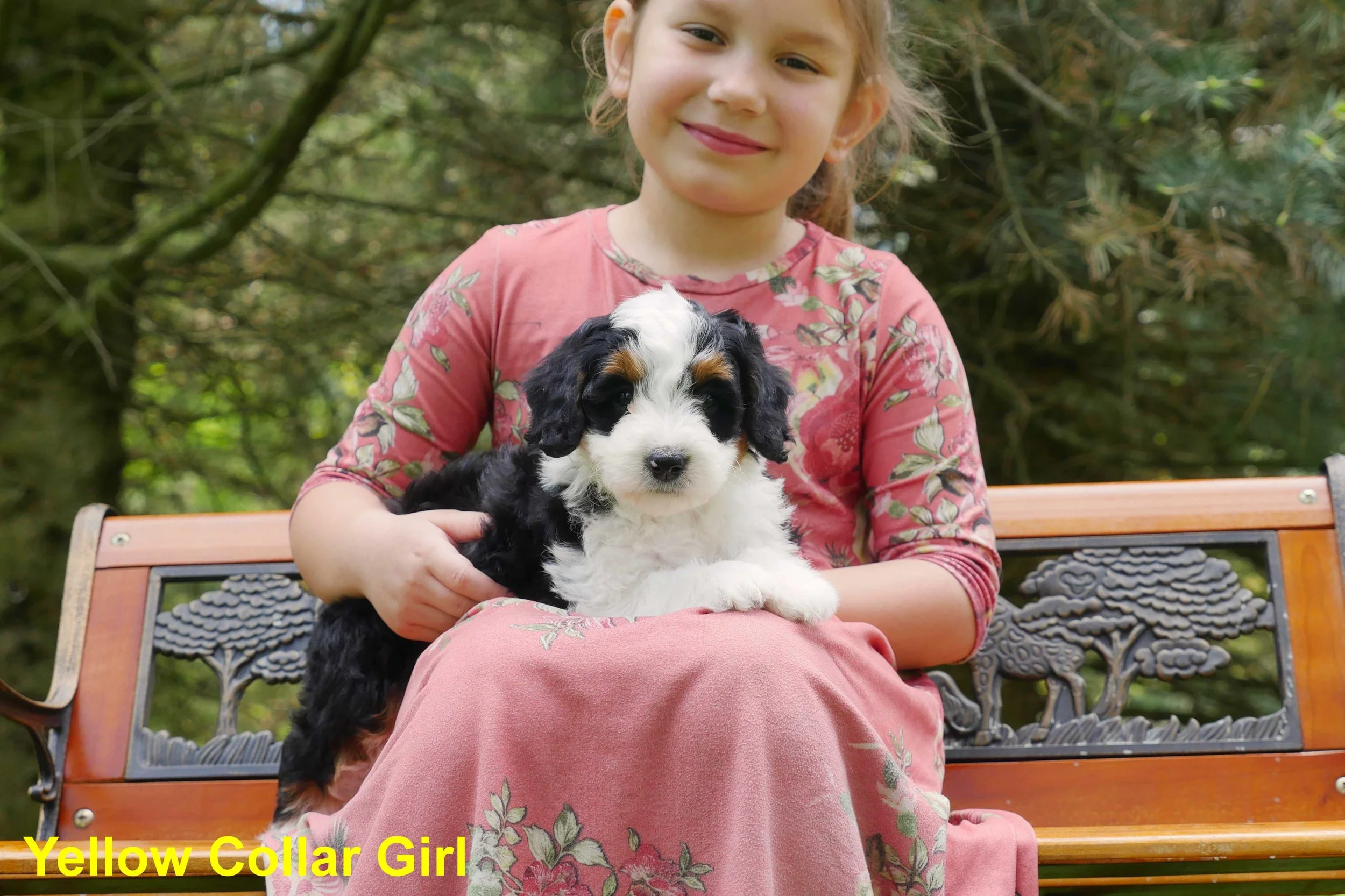 Yellow Collar Girl a.jpg