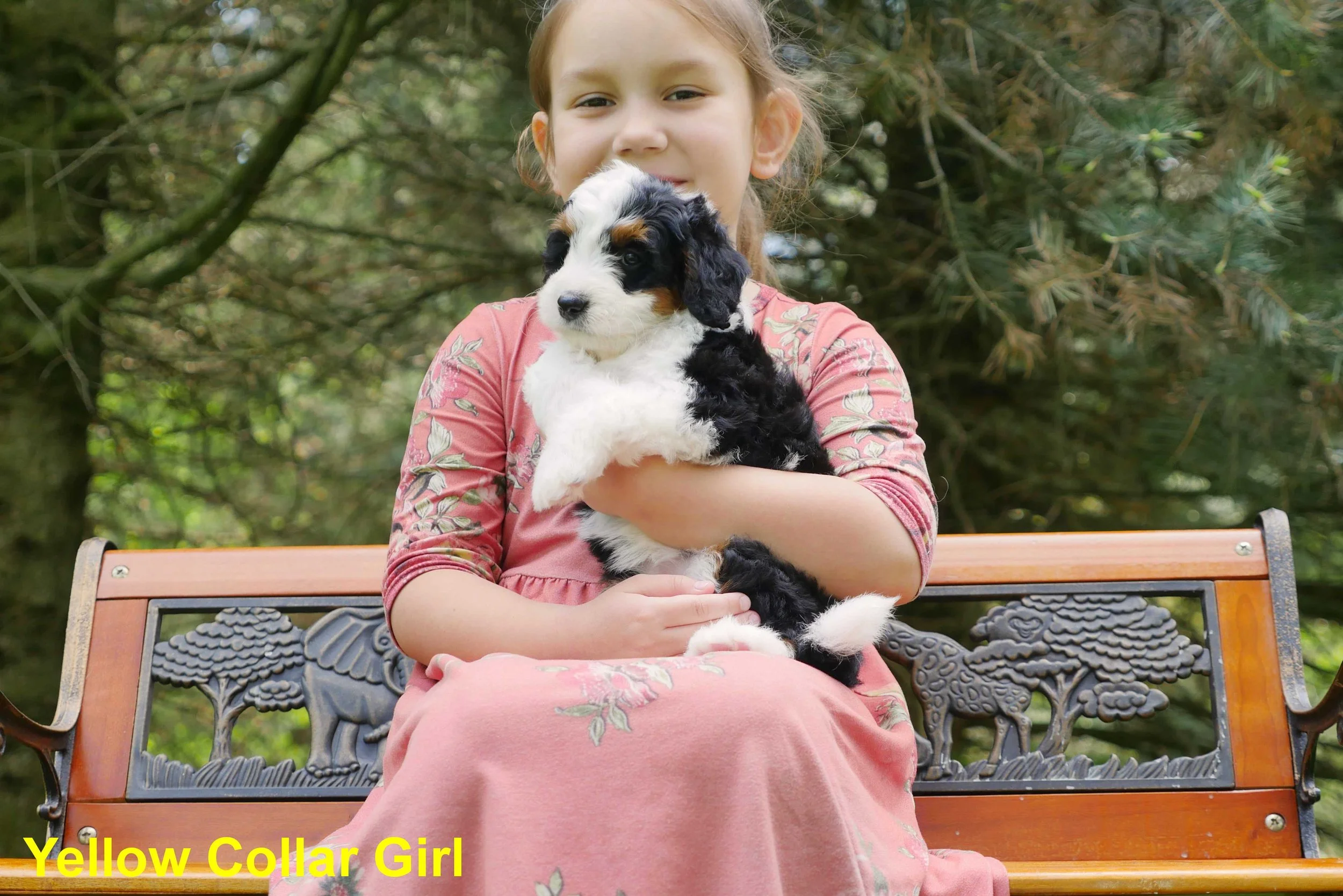 Yellow Collar Girl b.jpg