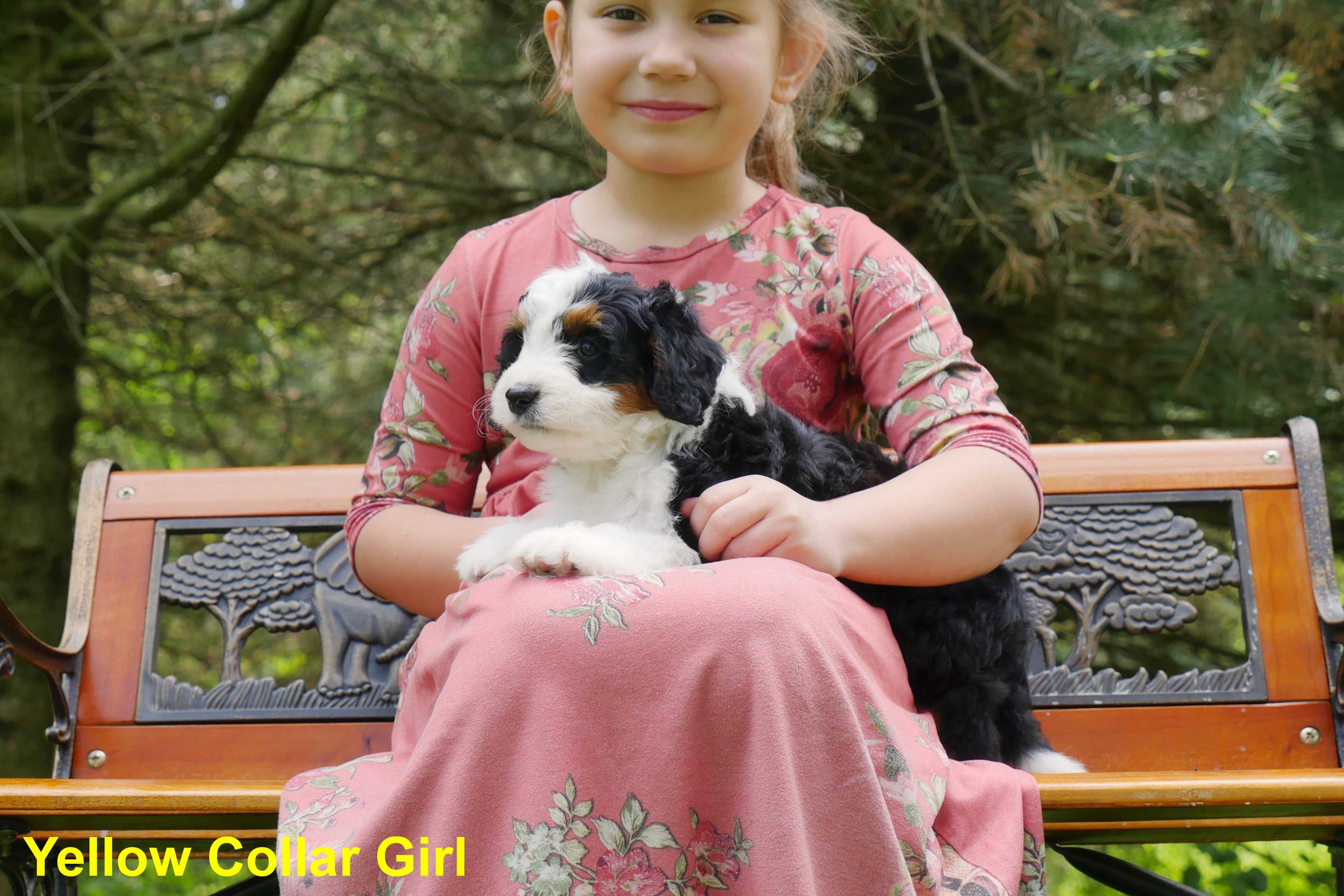 Yellow Collar Girl c.jpg